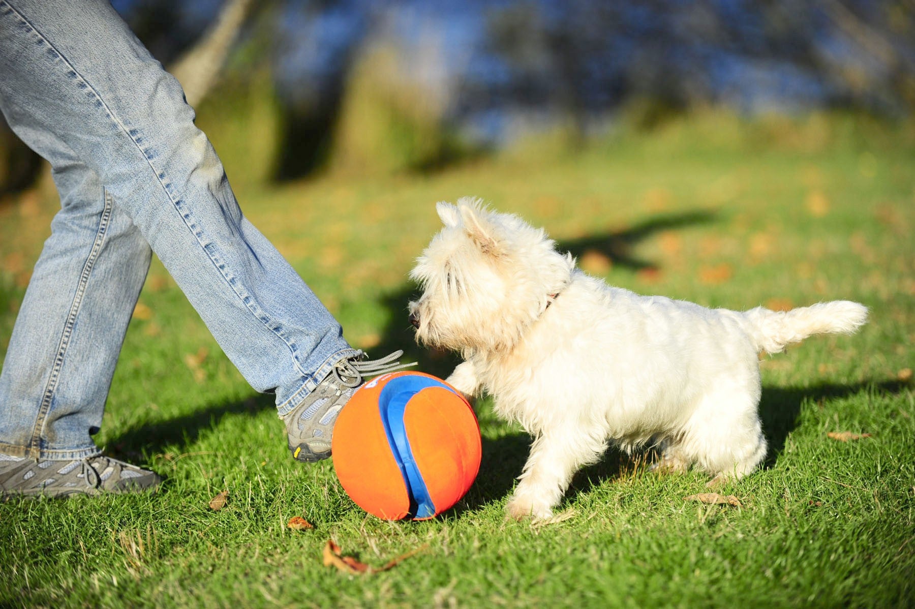 Ballon Kick Fetch