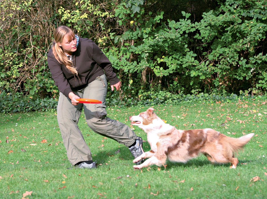 Frisbee Dog Activity