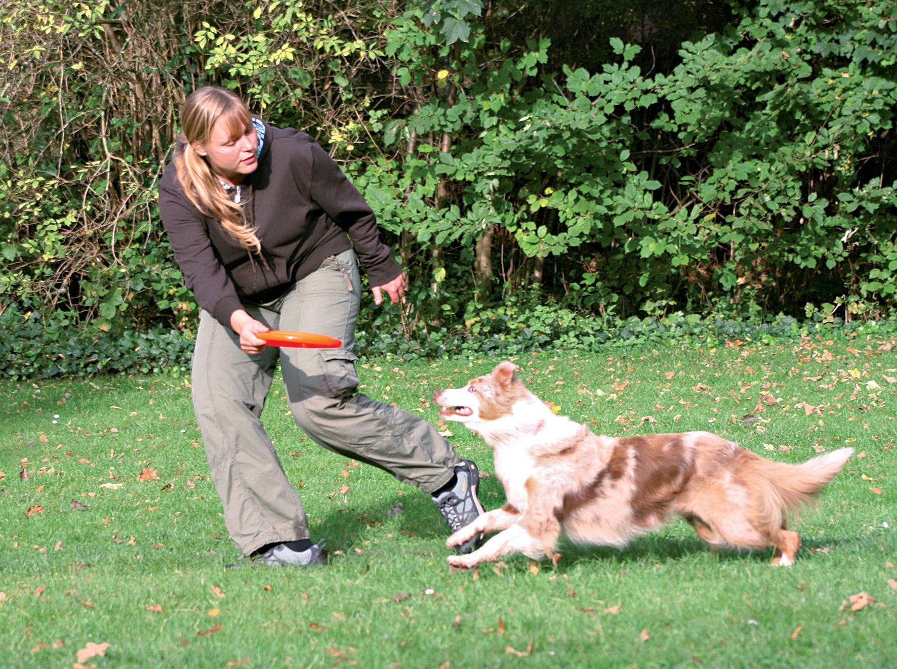 Frisbee Dog Activity