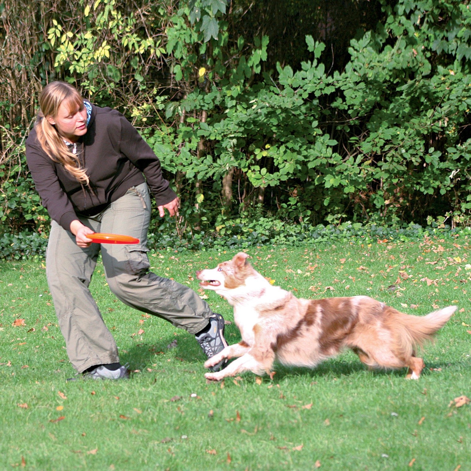 Frisbee Dog Activity