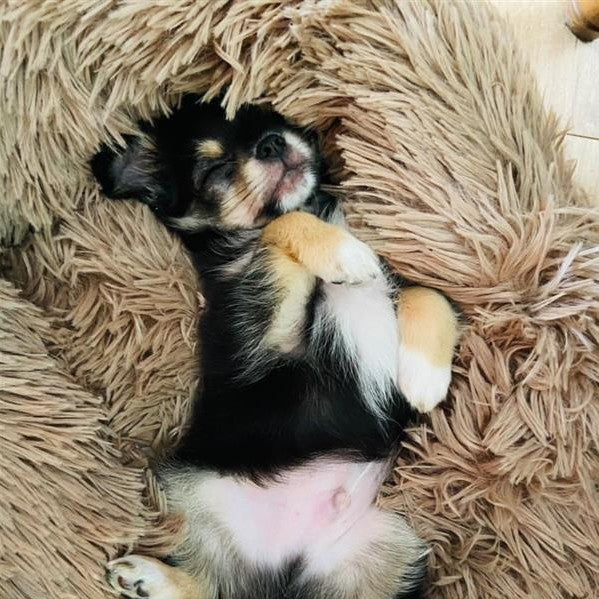 Corbeille Cocoon Taupe