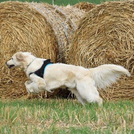 Multi Harnais Classic