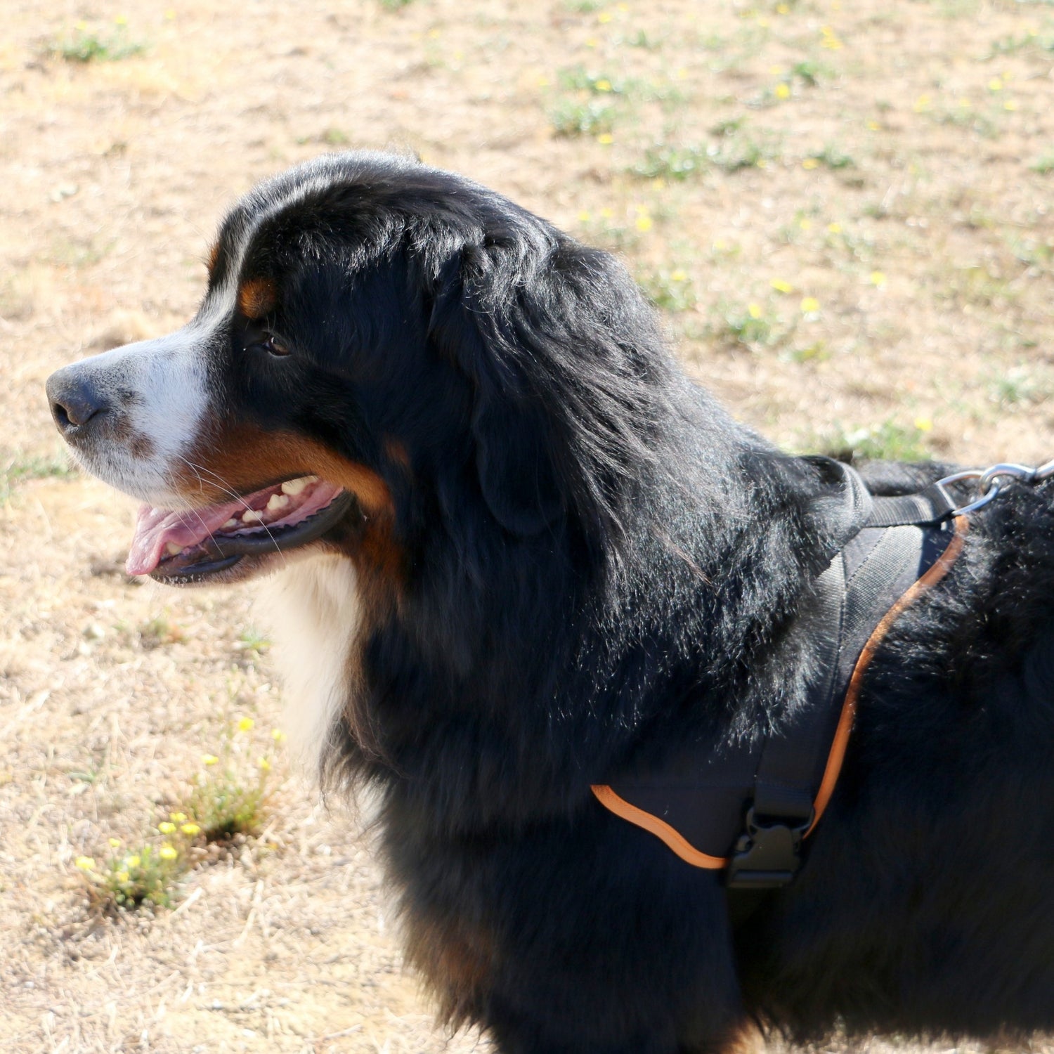 Multi Harnais Classic