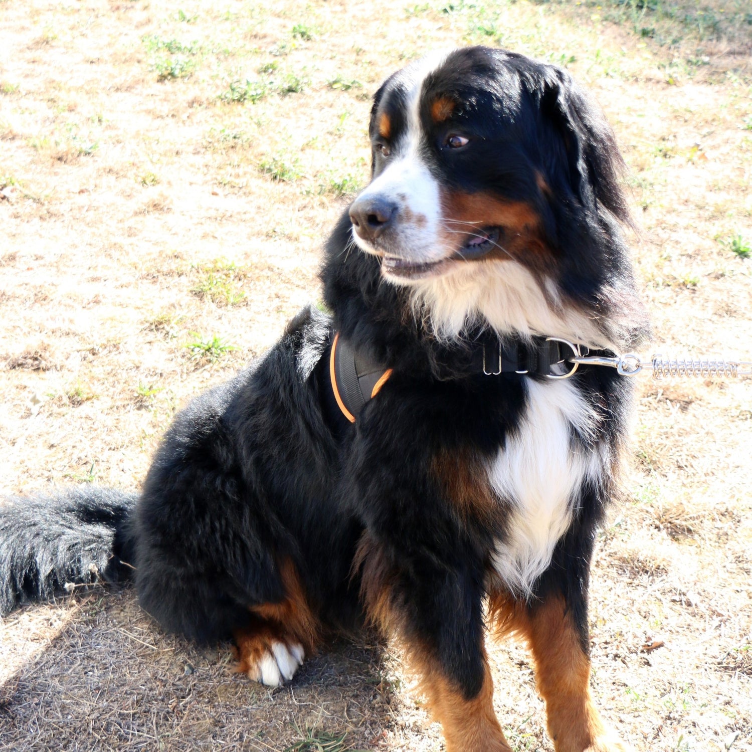 Multi Harnais Classic