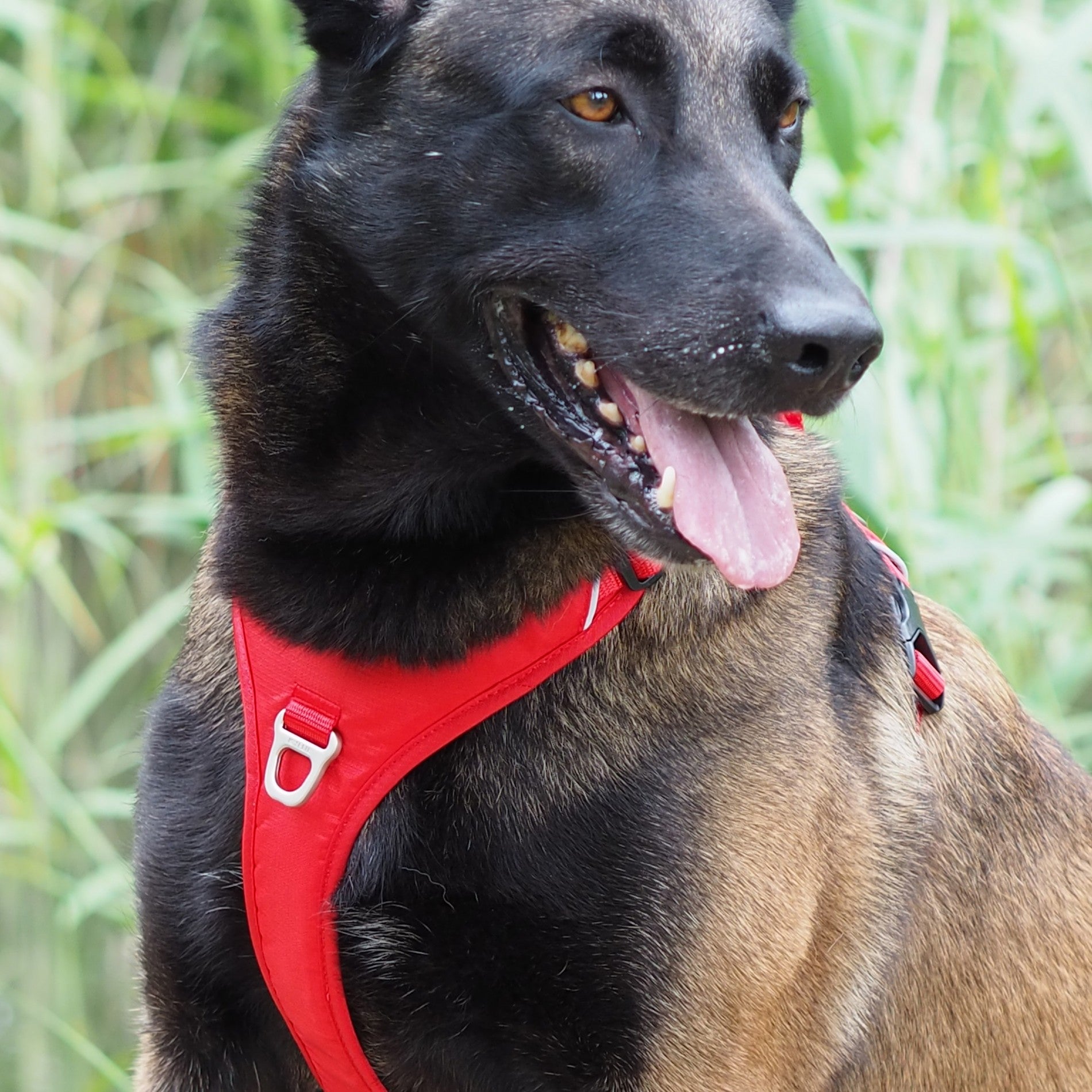 Harnais Momentum Rouge