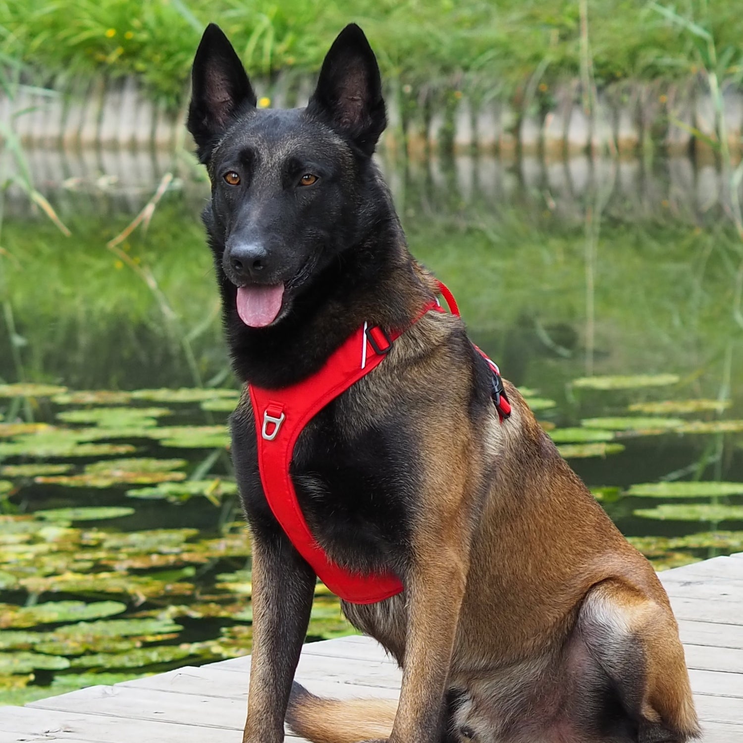 Harnais Momentum Rouge