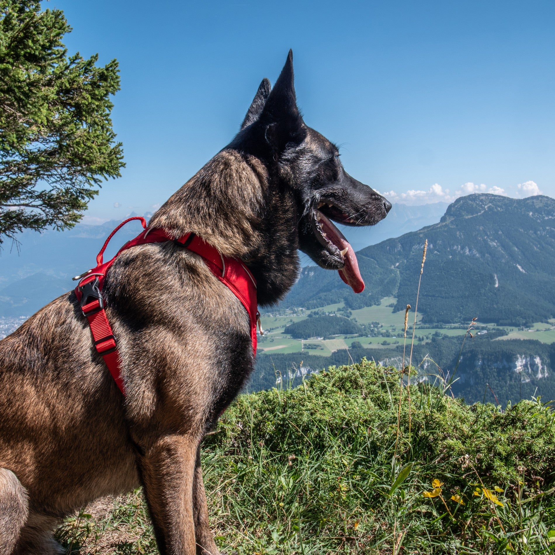 Harnais Momentum Rouge