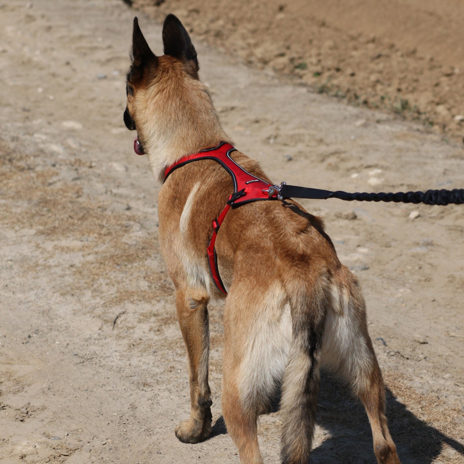 Harnais de traction Otium pour chien