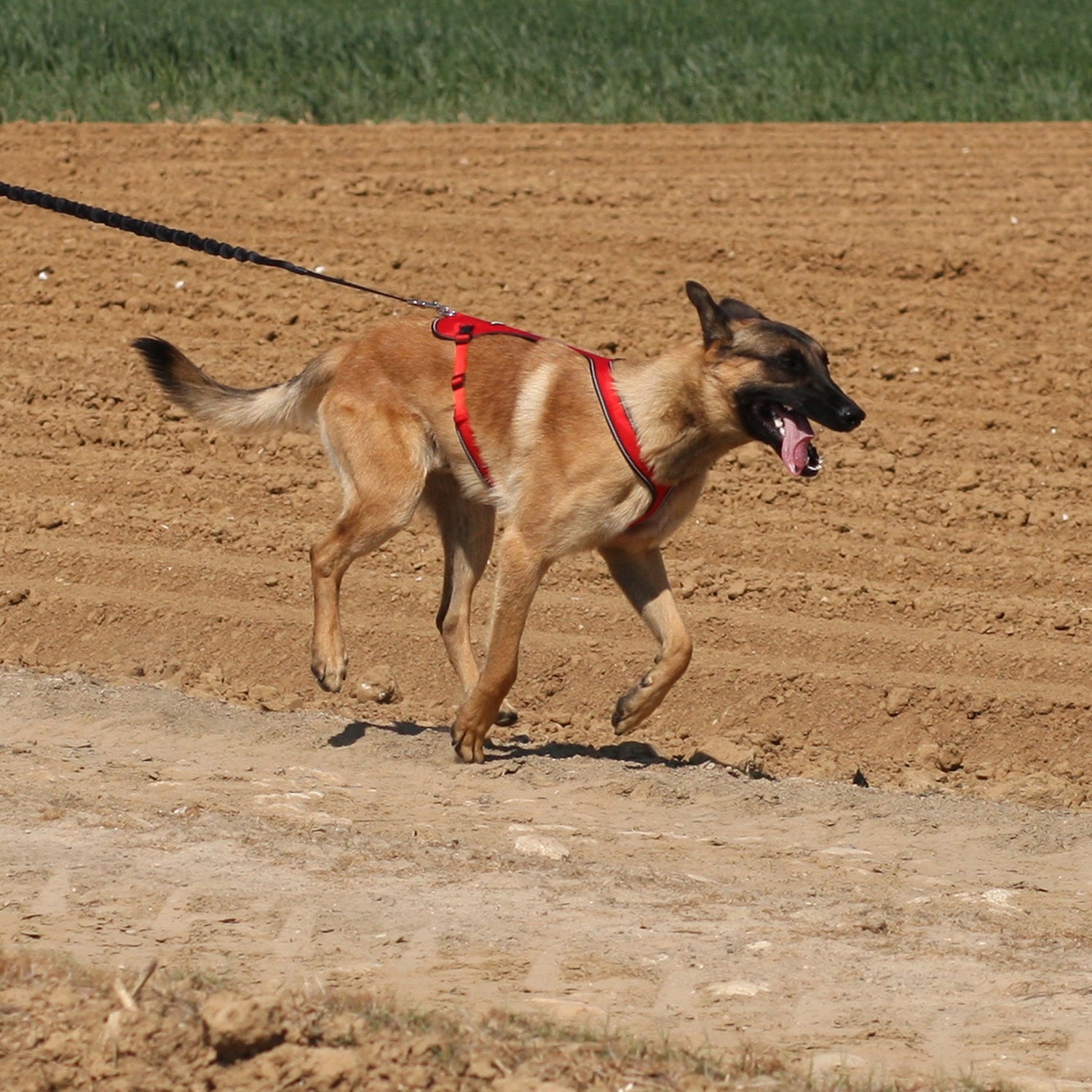 Harnais de traction Otium pour chien