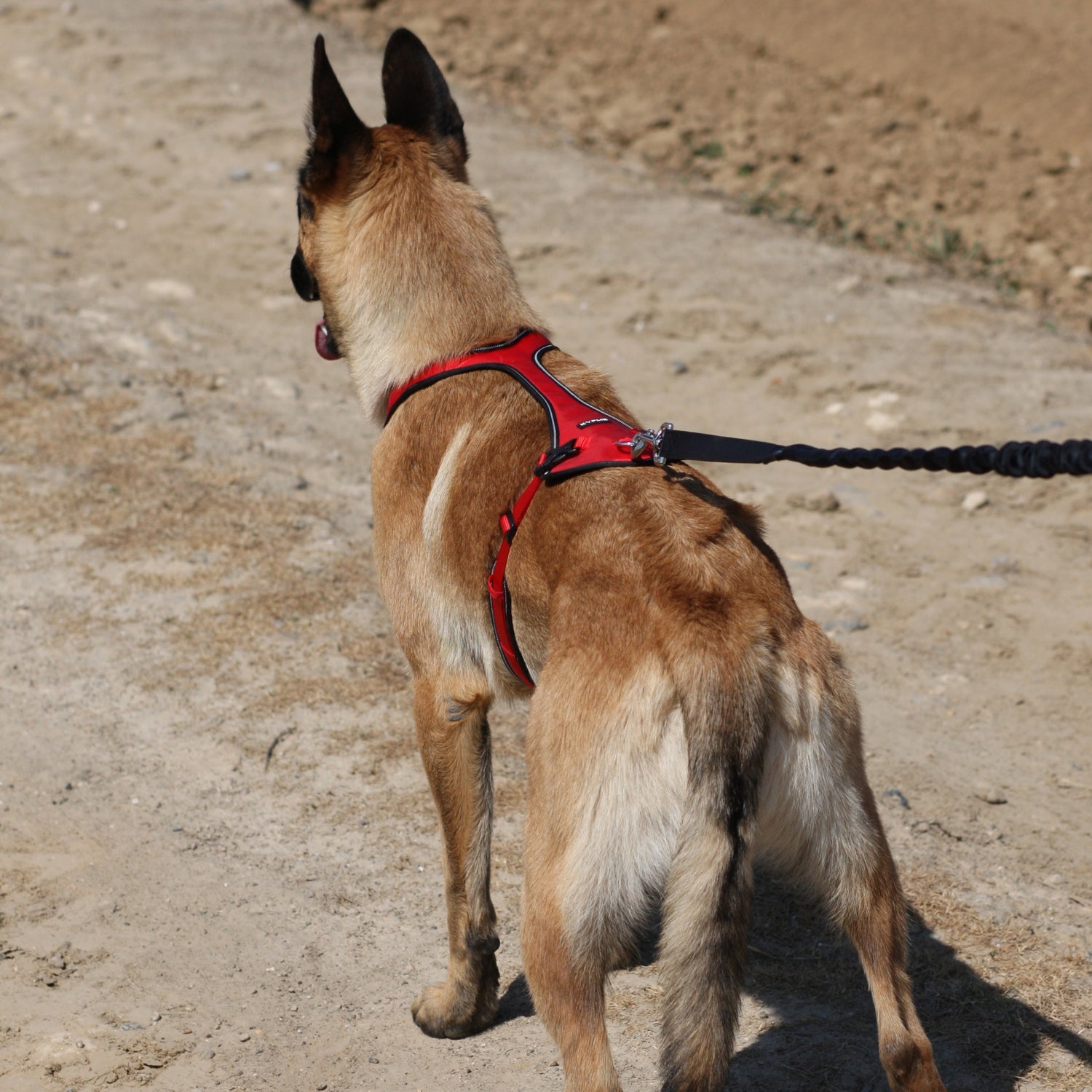 Laisse ceinture élastique Otium