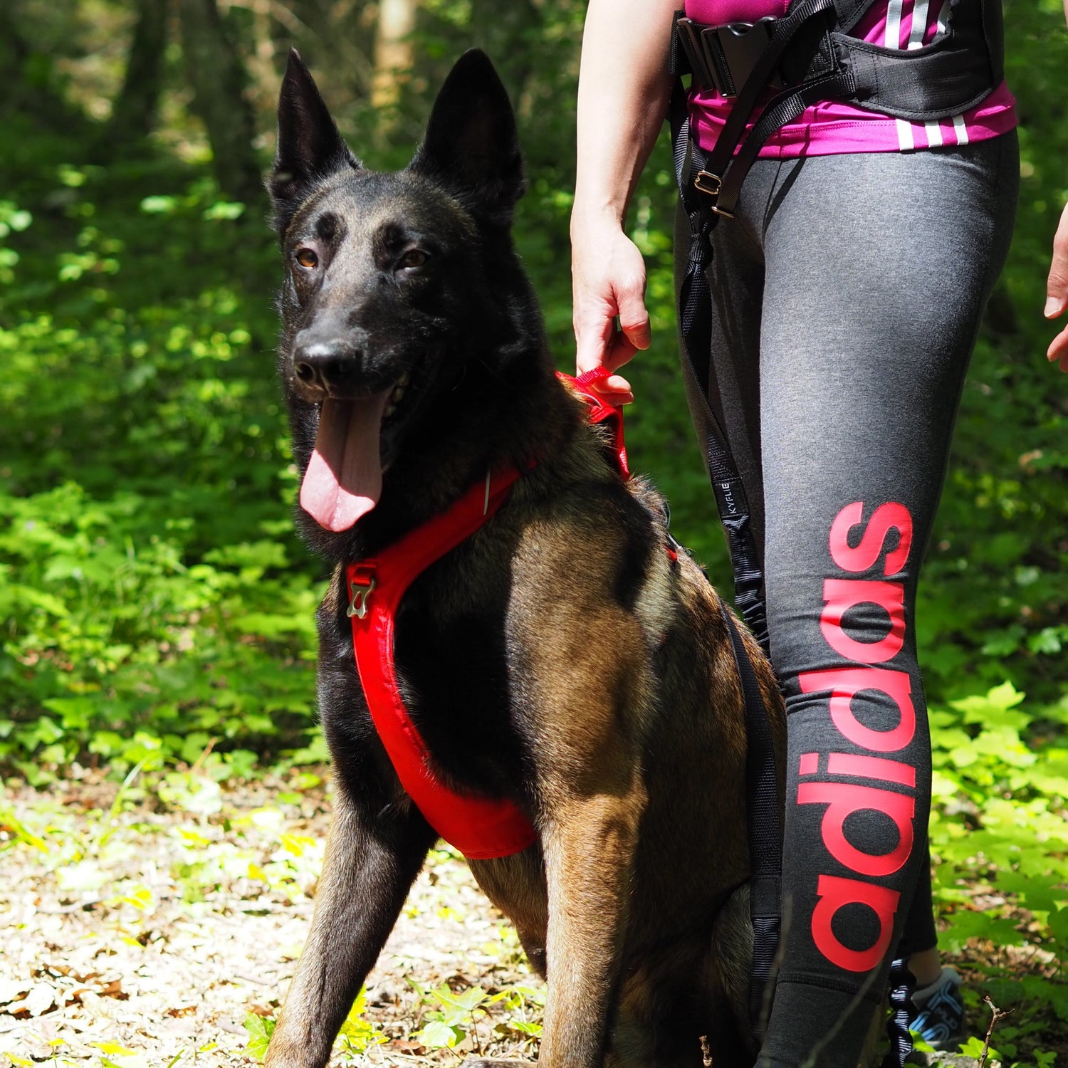 Ceinture Ludus pour cani-rando, canicross