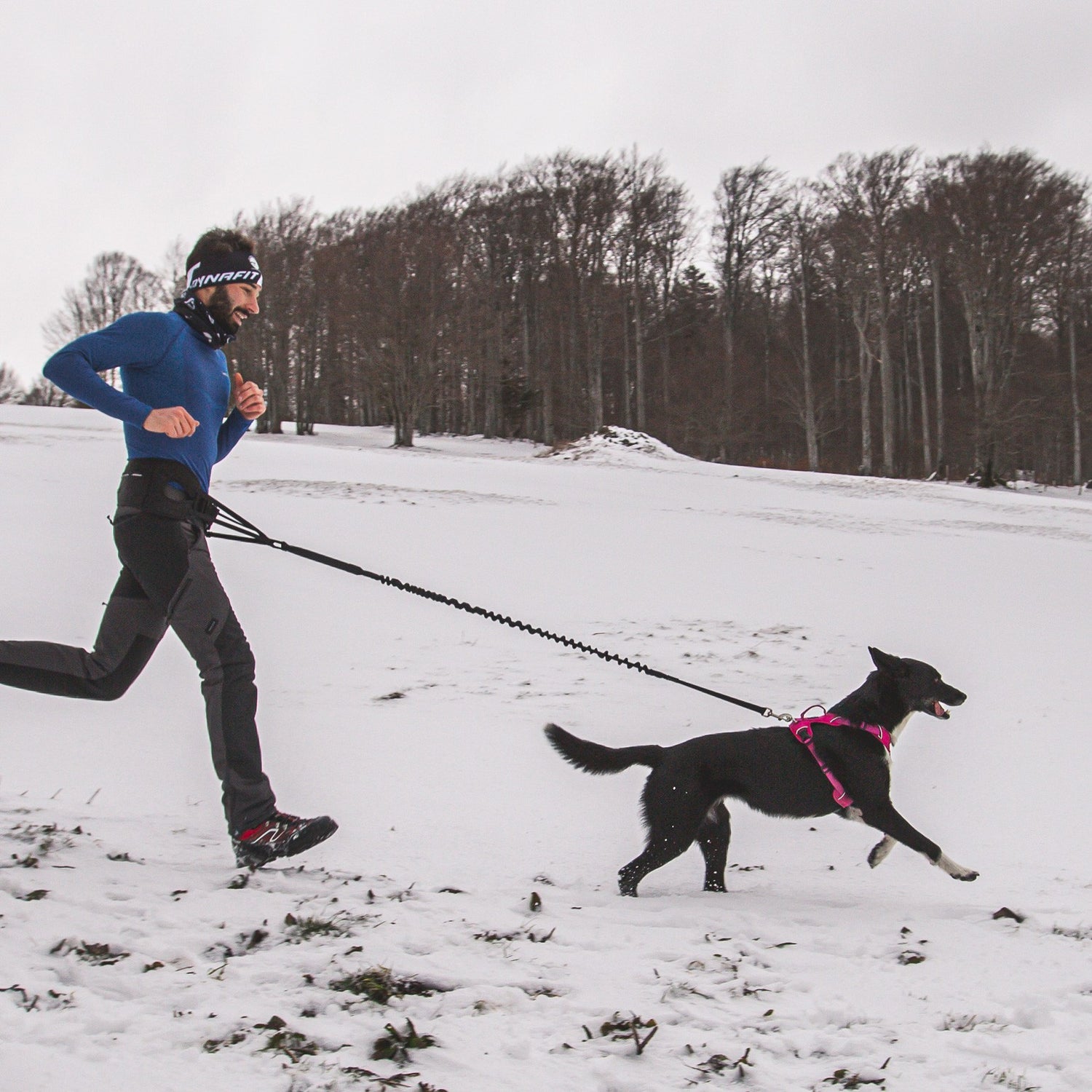 Ceinture Ludus pour cani-rando, canicross