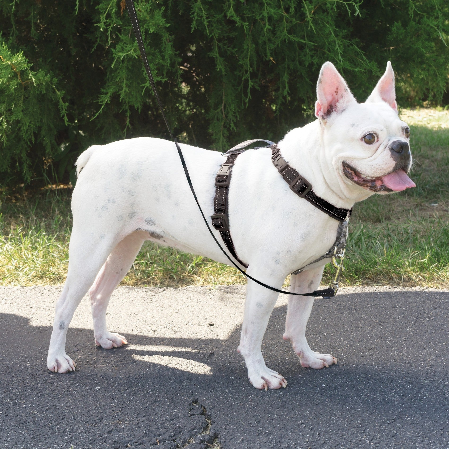 Harnais EasyWalk 3 en 1