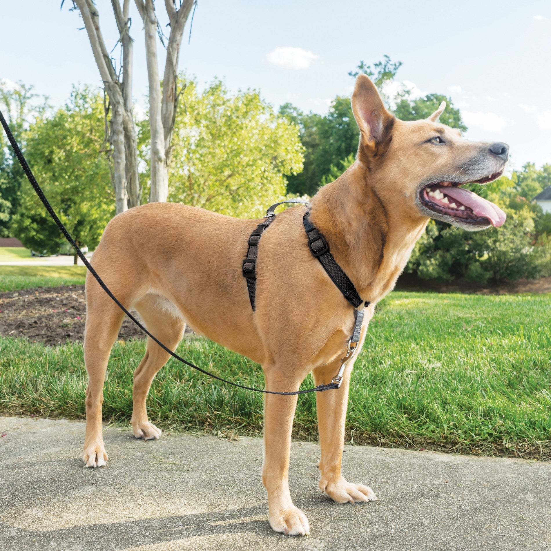 Harnais EasyWalk 3 en 1