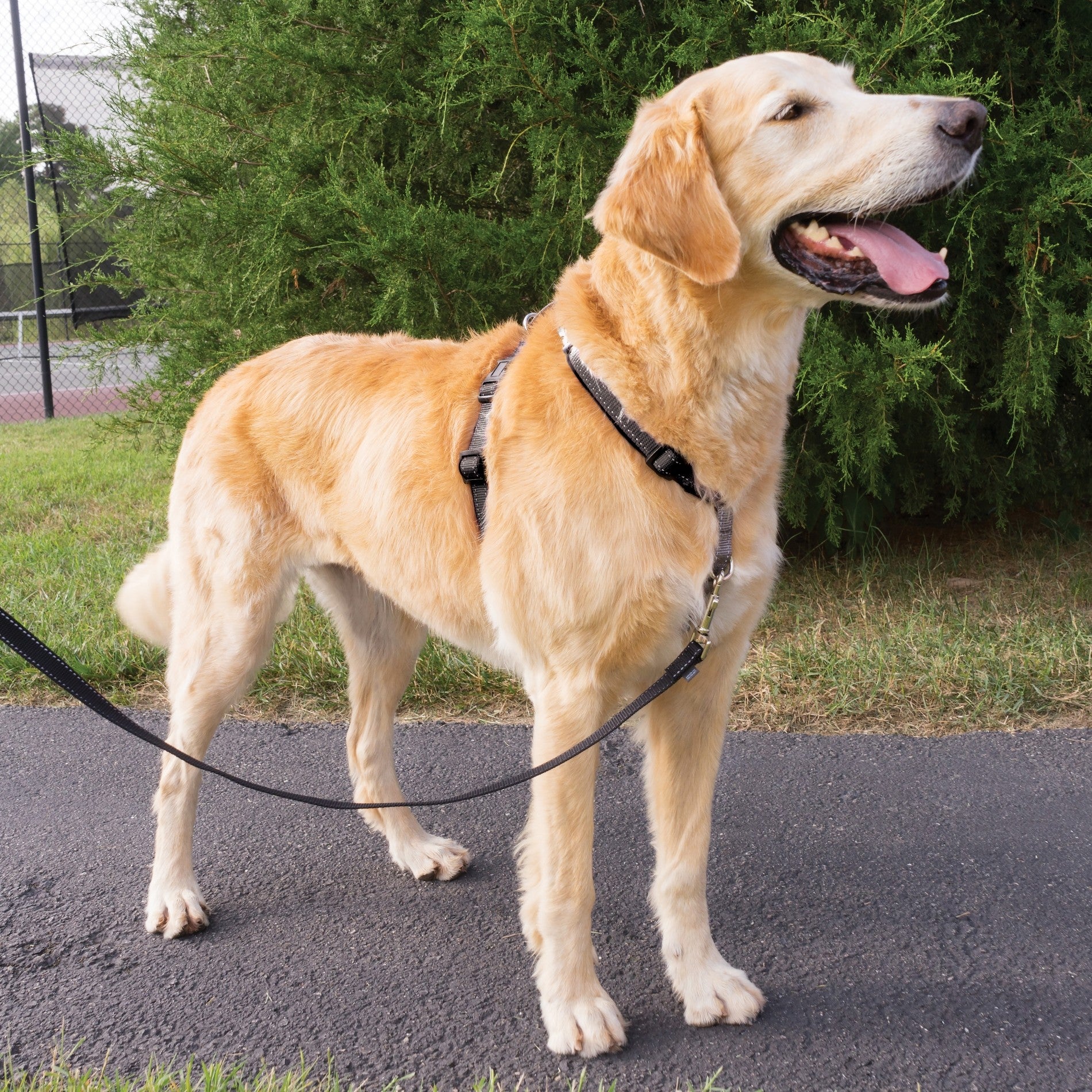 Harnais EasyWalk 3 en 1