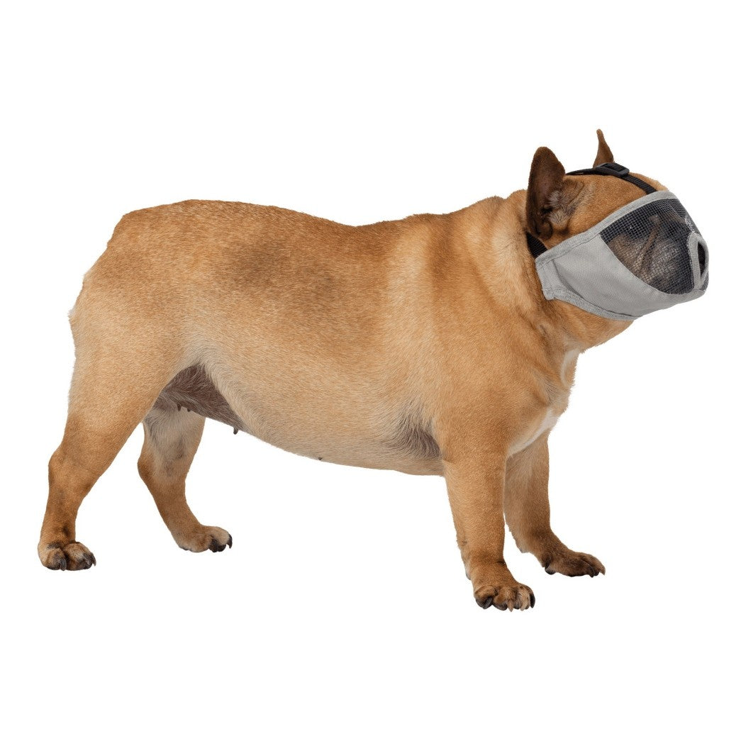 Muselière pour museau court