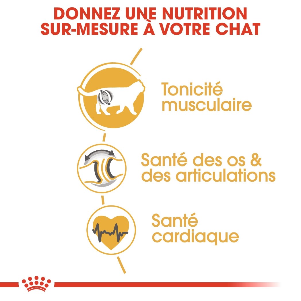 Royal Canin British Shorthair Adult