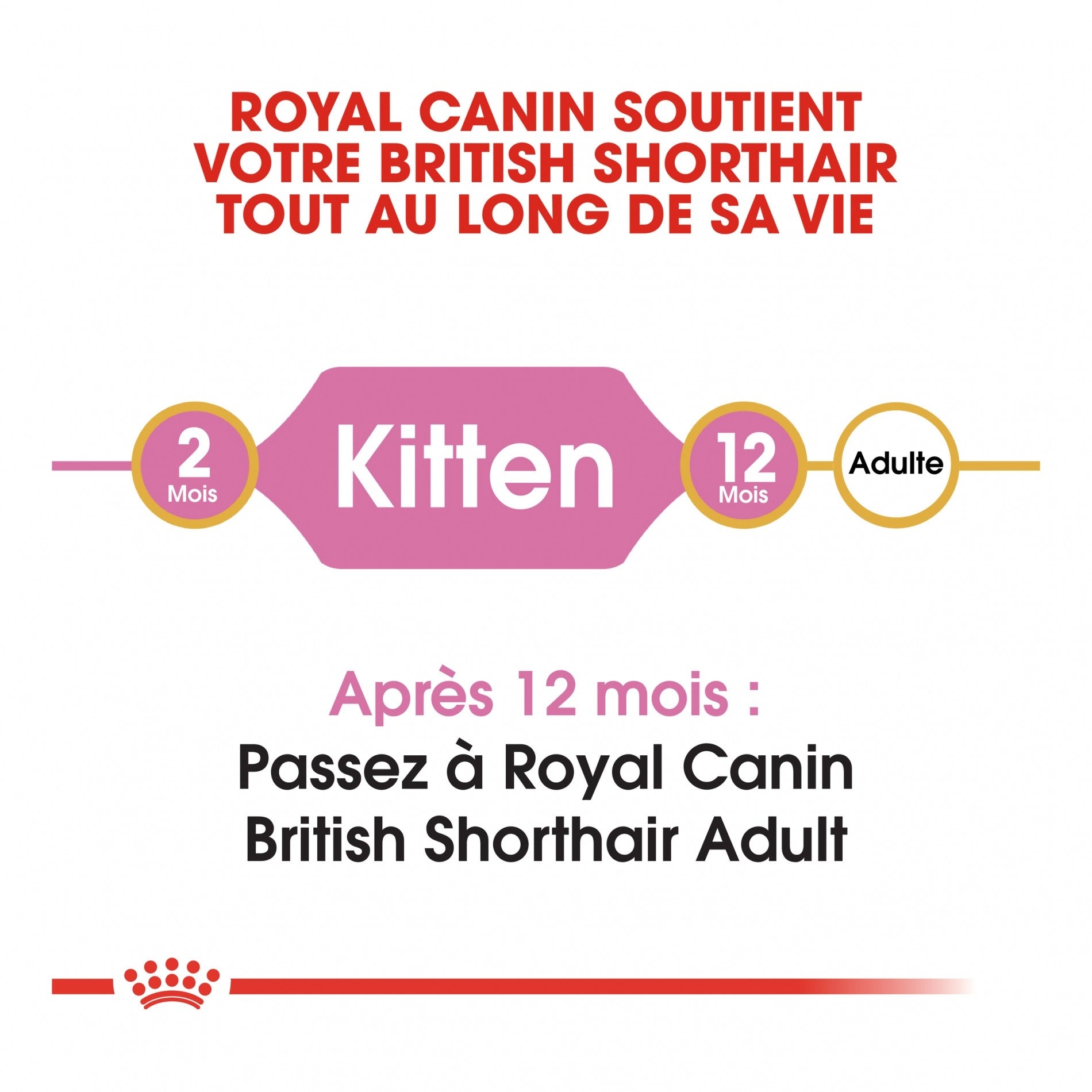 Royal Canin British Shorthair Kitten