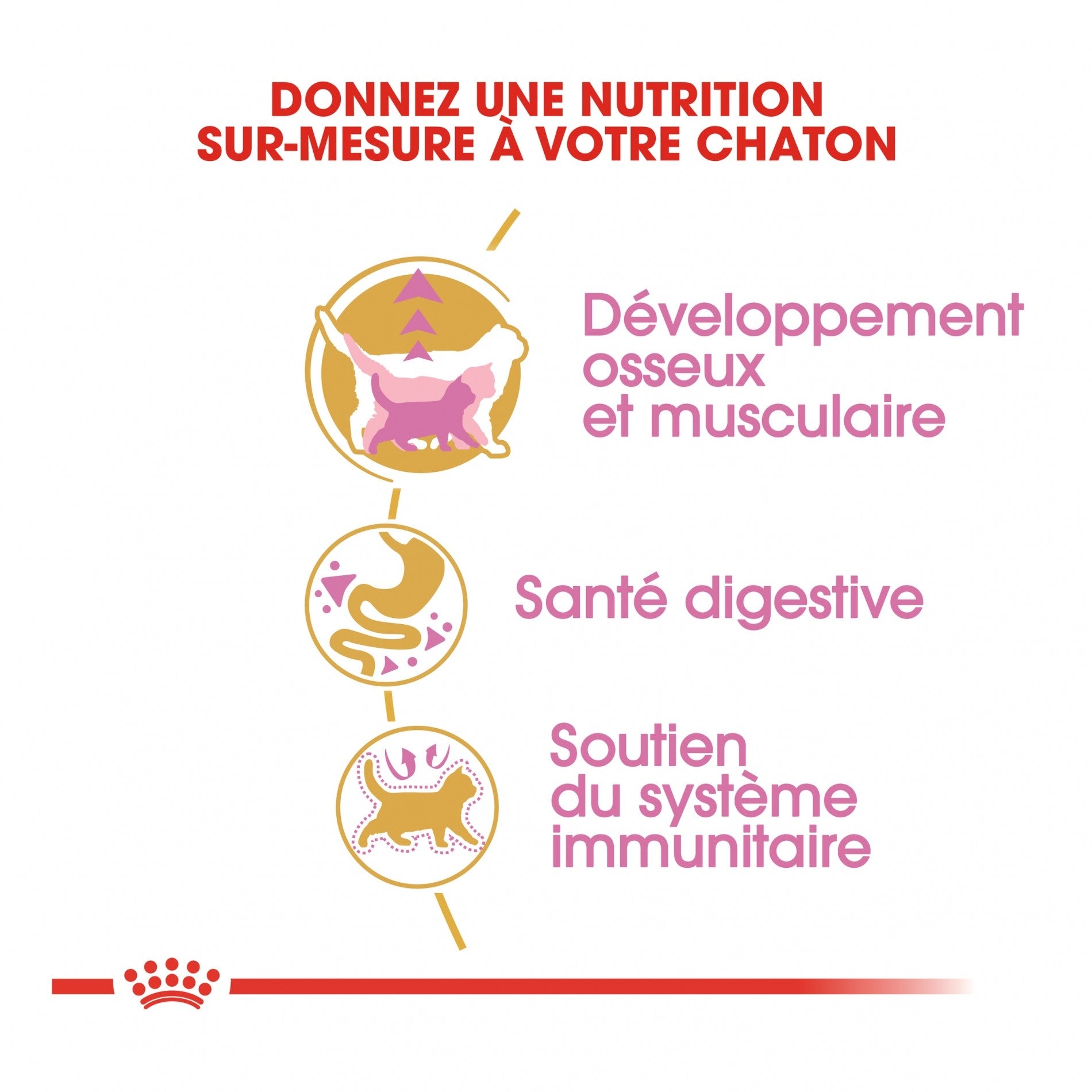 Royal Canin British Shorthair Kitten