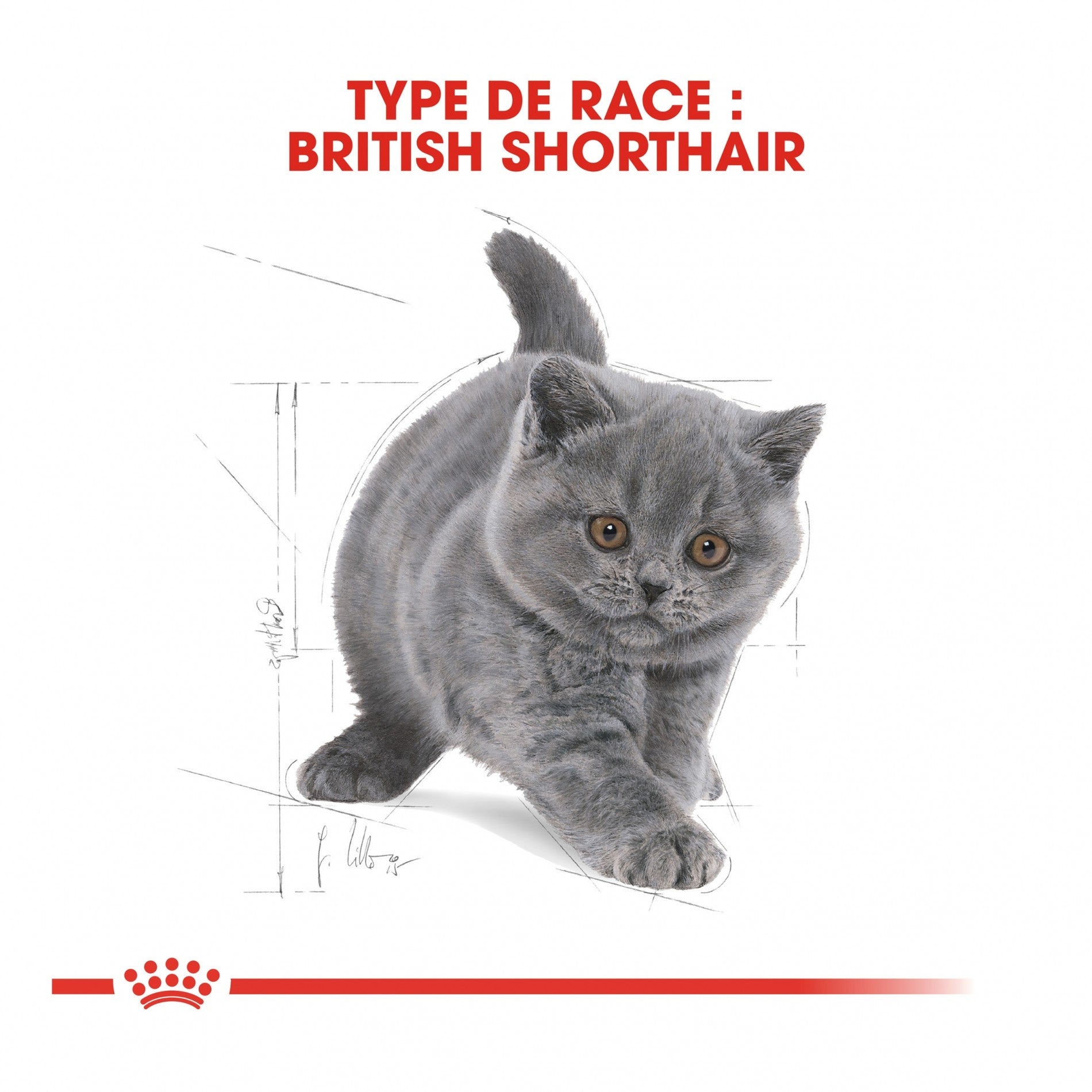 Royal Canin British Shorthair Kitten