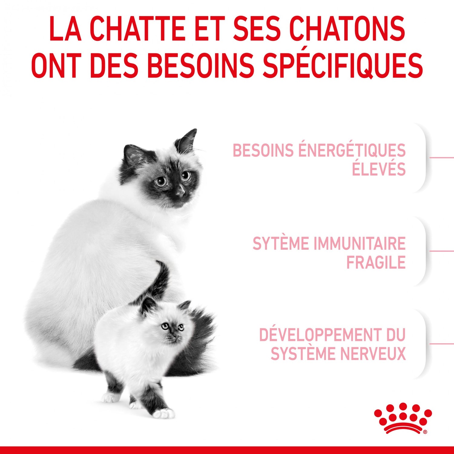 ROYAL CANIN Mother & BabyCat - Croquettes pour chatte et chaton