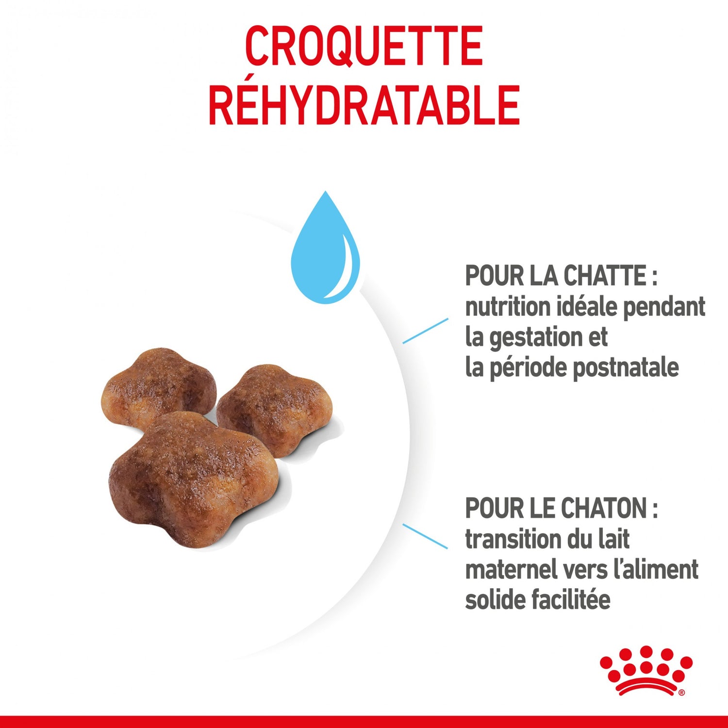 ROYAL CANIN Mother & BabyCat - Croquettes pour chatte et chaton