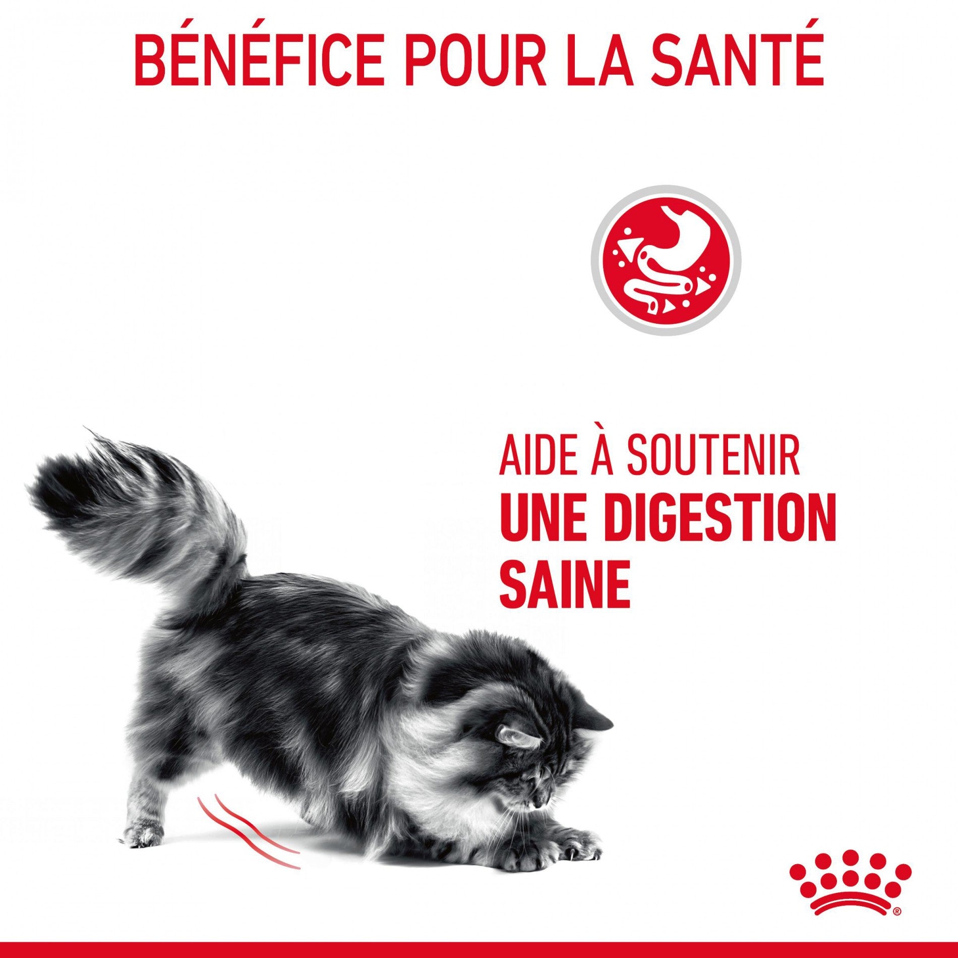 ROYAL CANIN Digestive Care – Croquettes pour chat