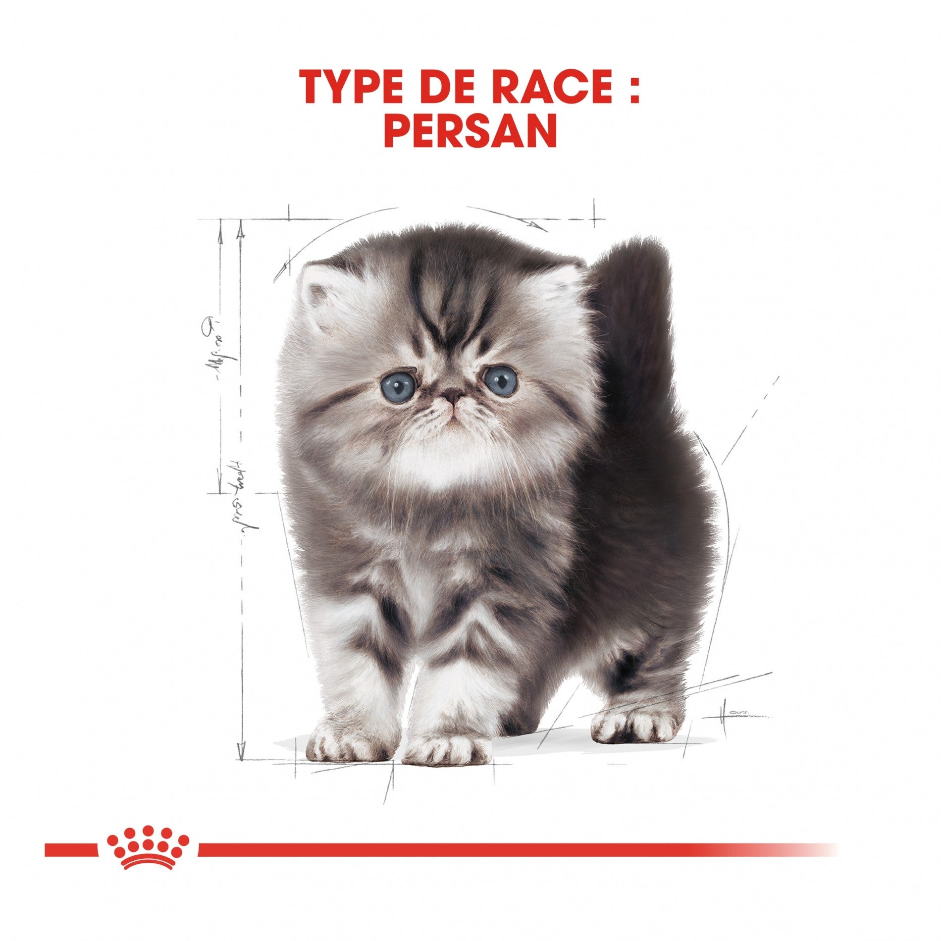 Royal Canin Persian Kitten