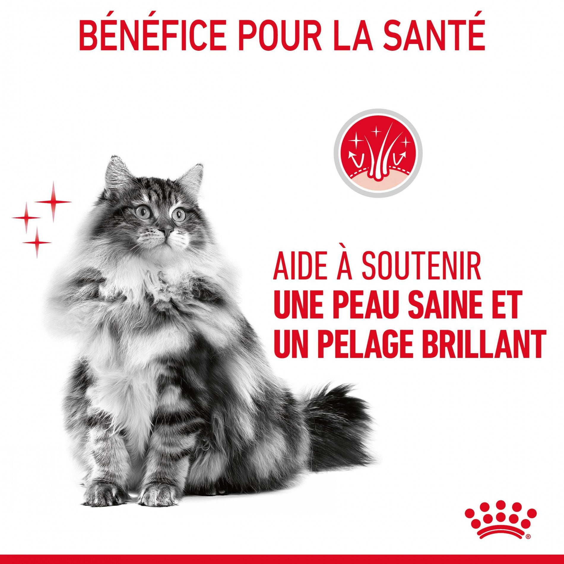 Royal Canin Intense Beauty