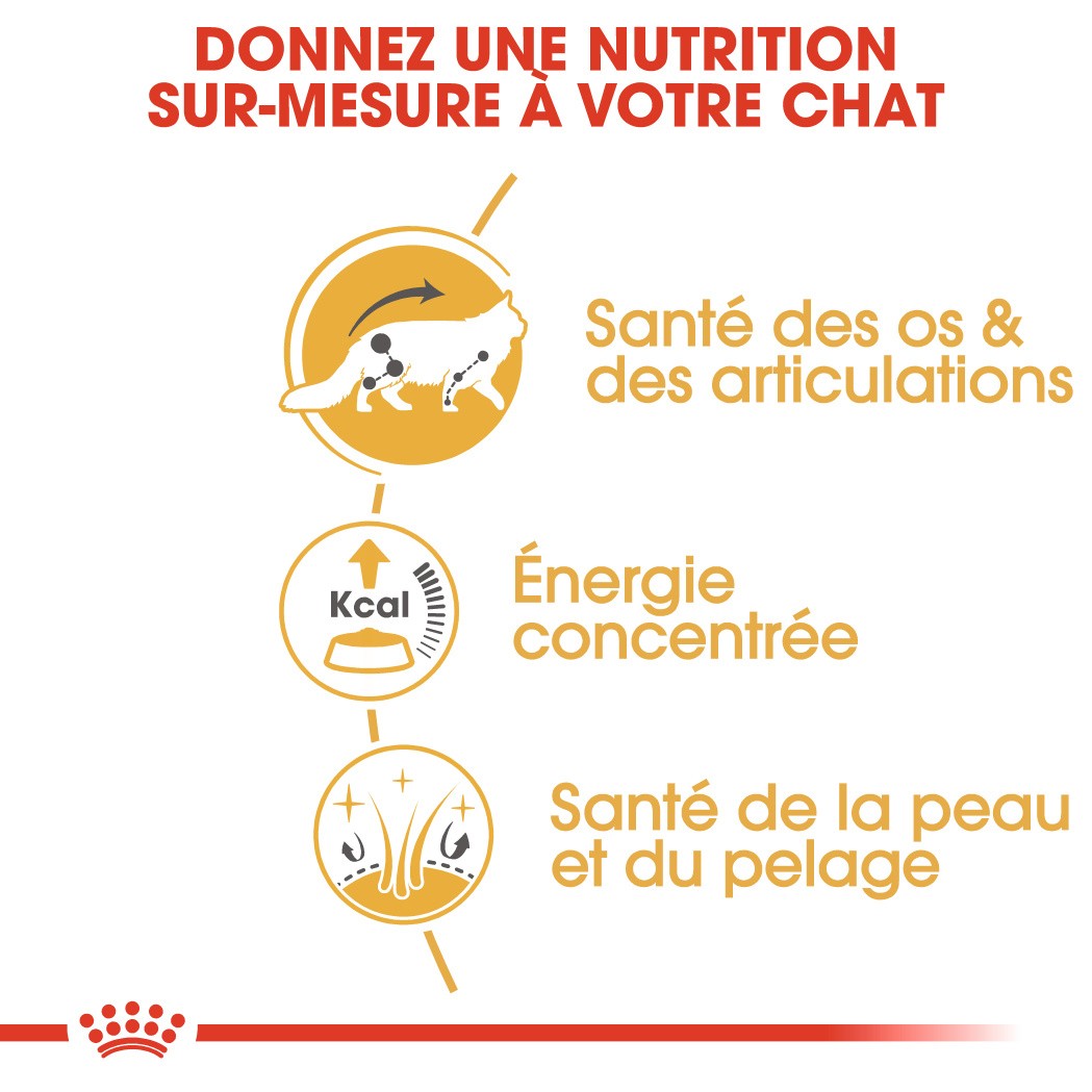 Royal Canin Maine Coon