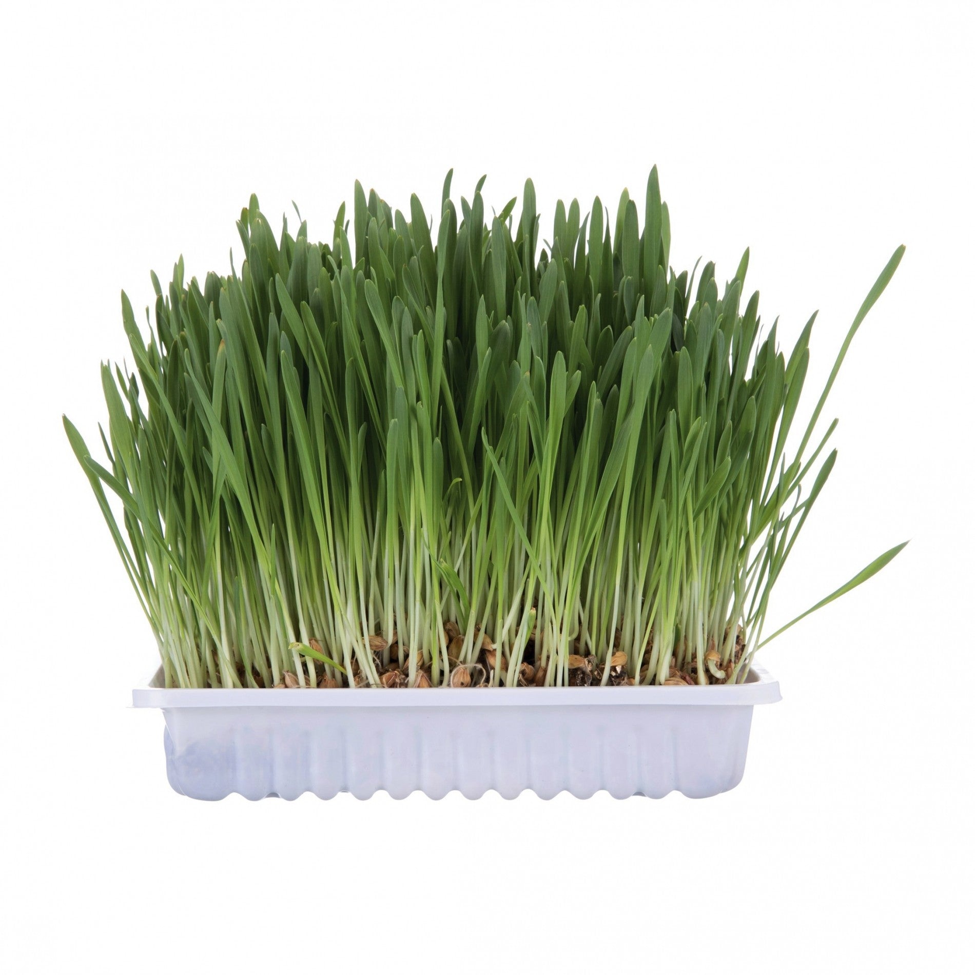 Herbe à chat Trixie 100g