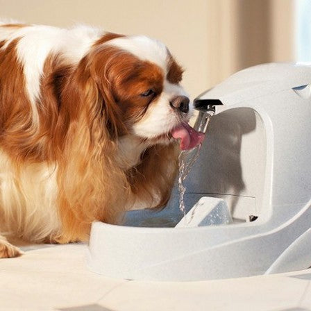 Fontaine Drinkwell Platinum 5L