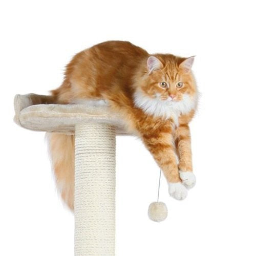 Arbre à chat Allora