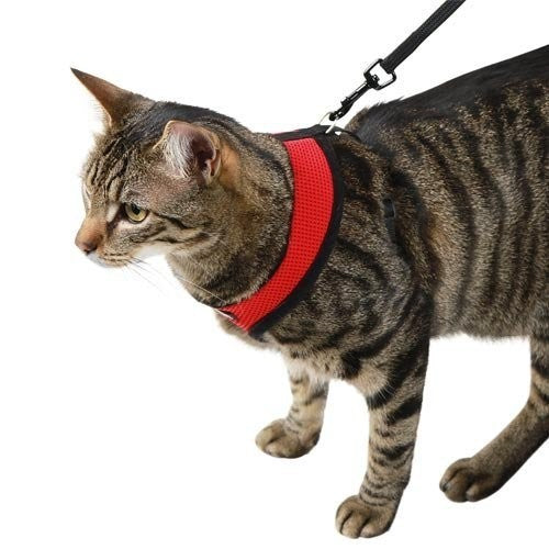 Harnais et laisse Active