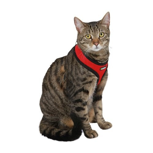 Harnais et laisse Active