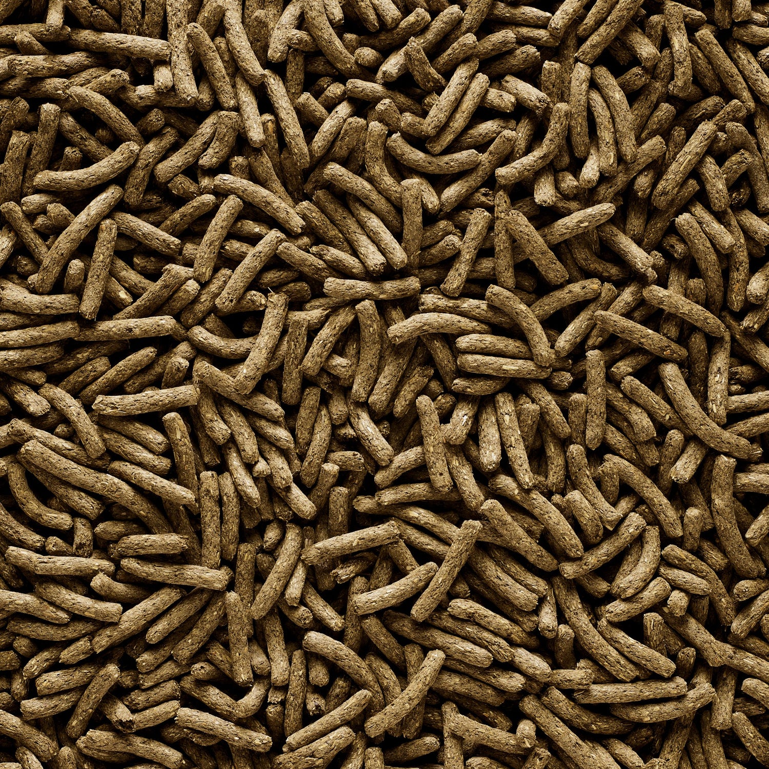 Complete - Cuni Junior