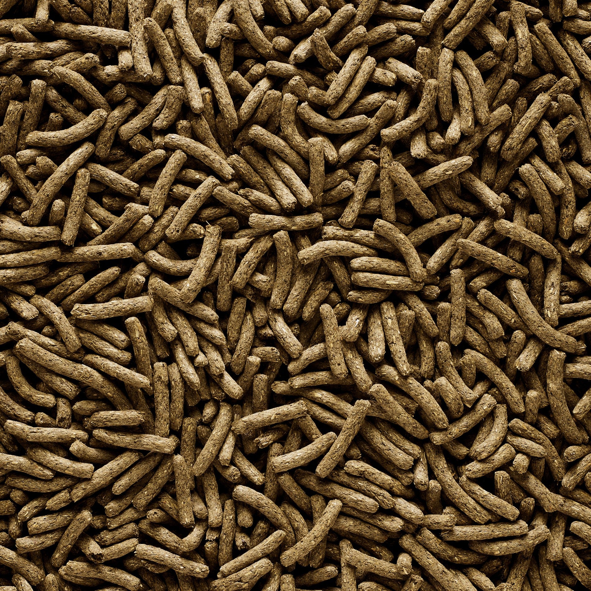 Complete - Cuni Junior