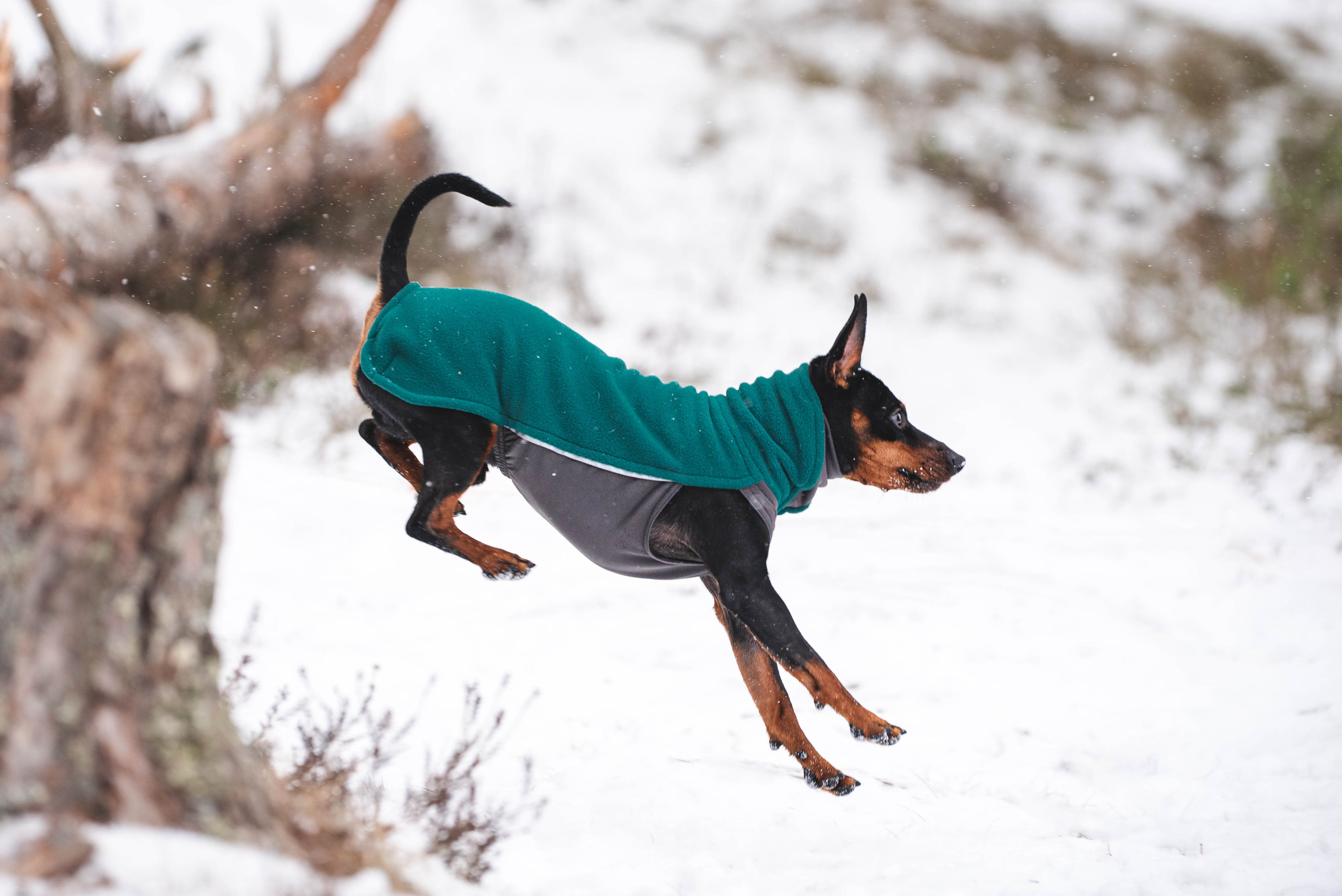 Pomppa Jumppa manteau polaire pour chien Forest