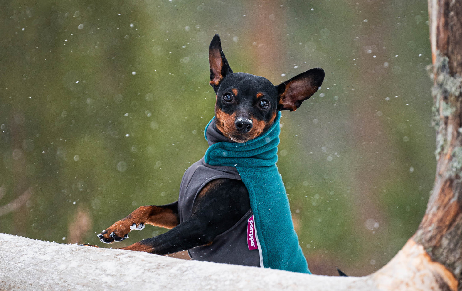 Pomppa Jumppa manteau polaire pour chien Forest