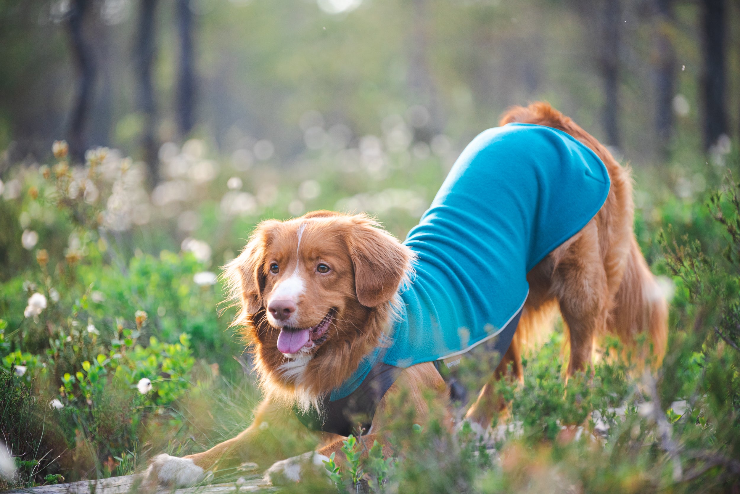 Pomppa Jumppa manteau polaire pour chien Petrol