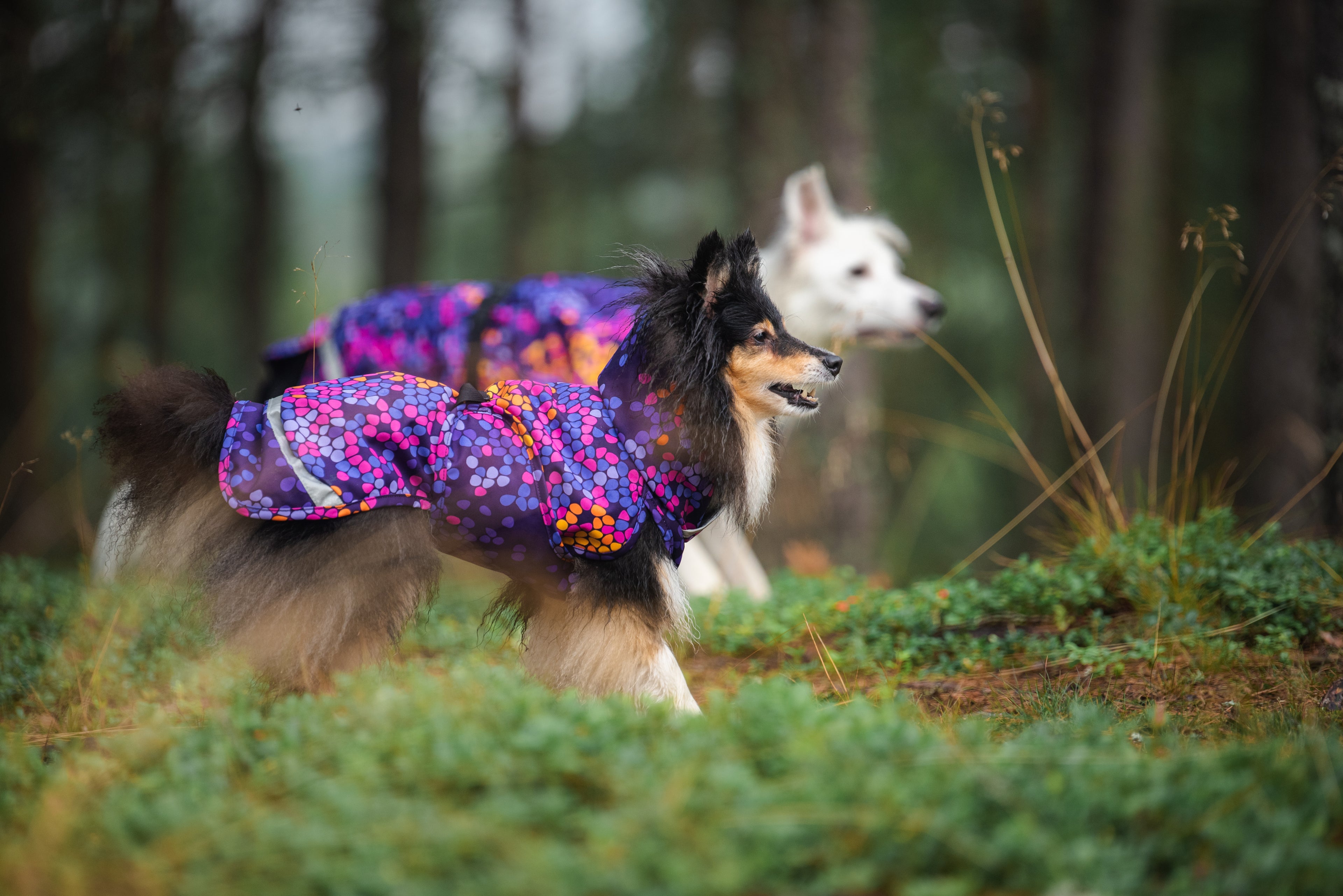 Pomppa Kevyt manteau imperméable pour chien Cosmos