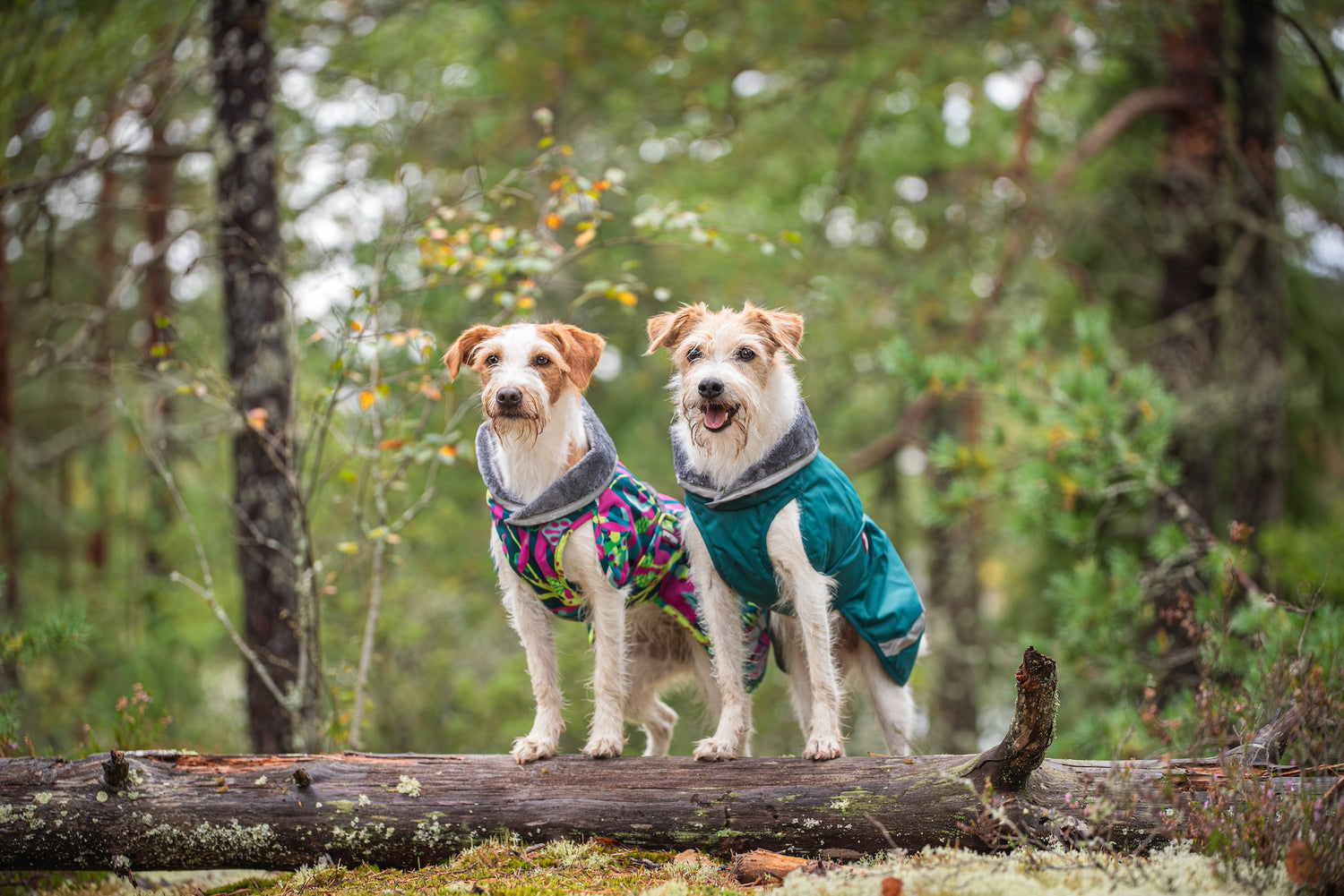 Pomppa Kevyt manteau imperméable pour chien Forest