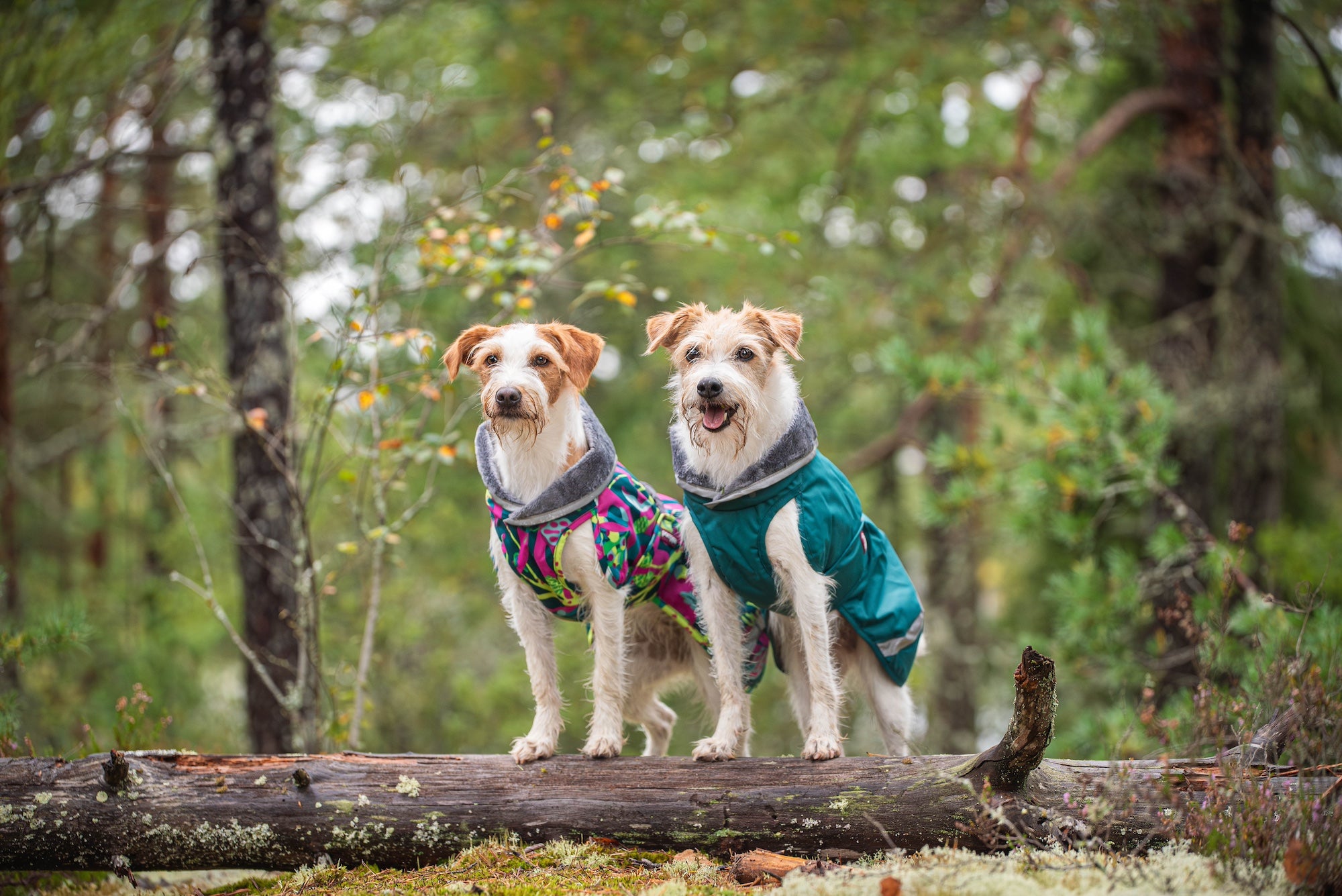 Pomppa Kevyt manteau imperméable pour chien Forest