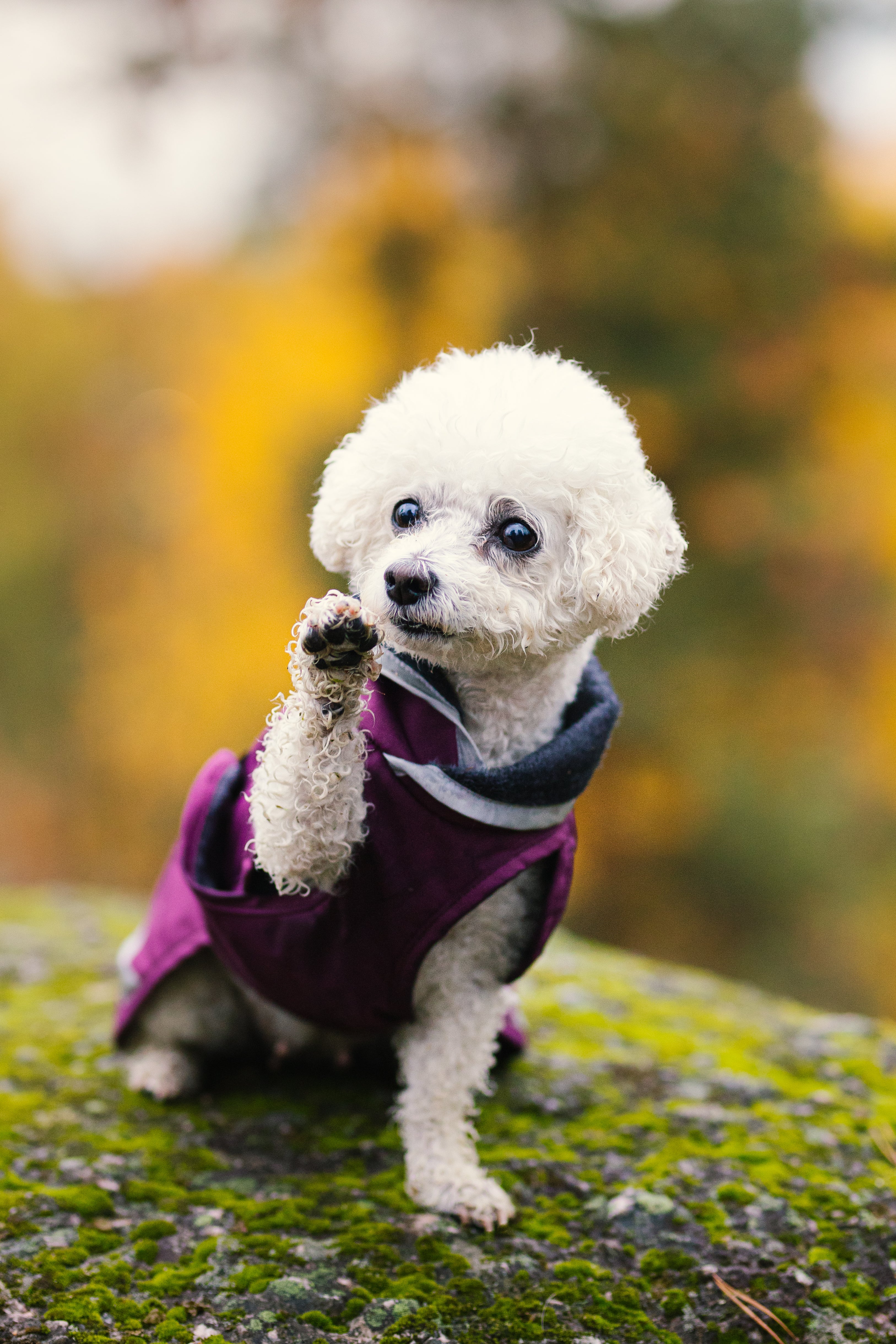 Pomppa Kevyt manteau imperméable pour chien Plum