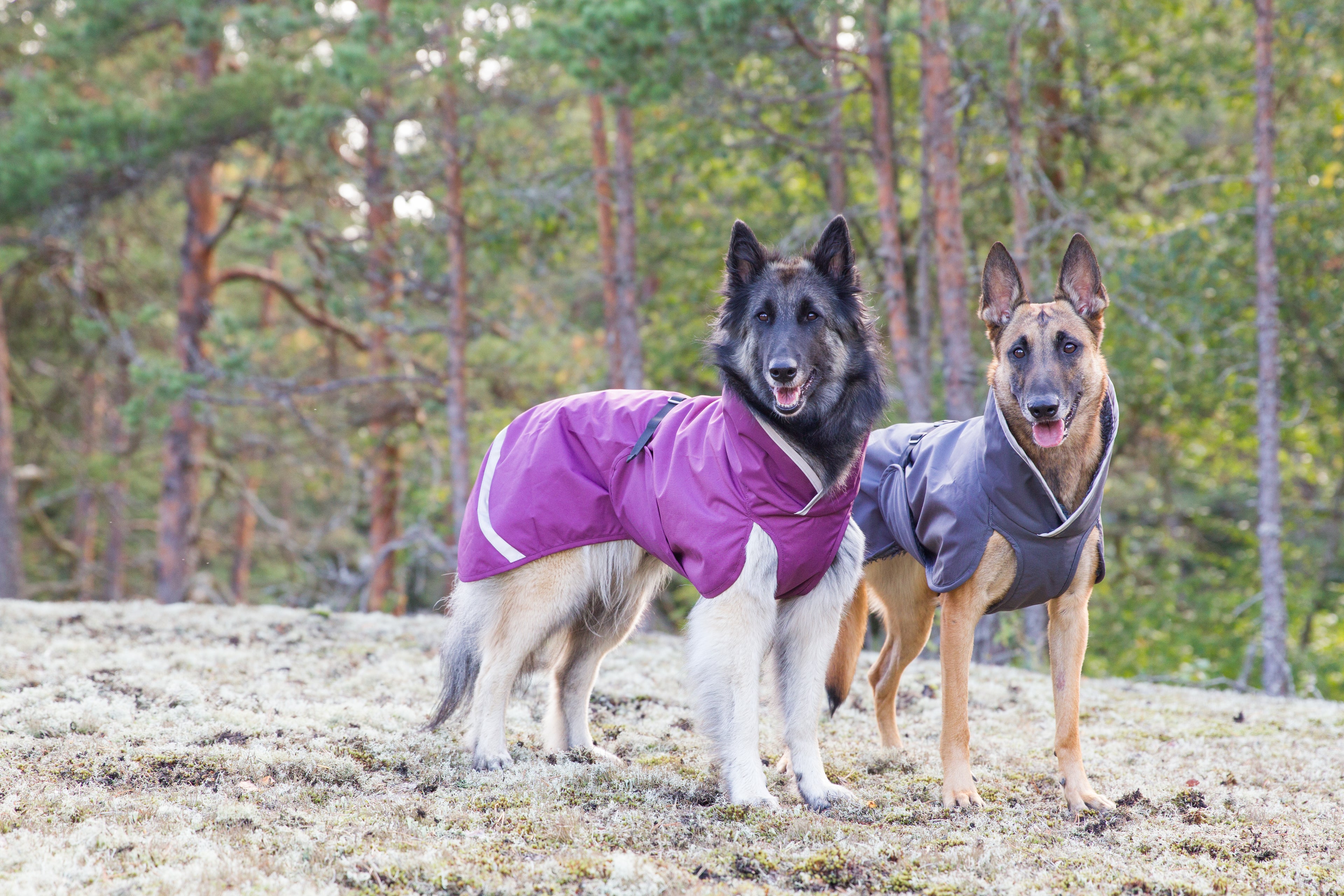 Pomppa Kevyt manteau imperméable pour chien Plum