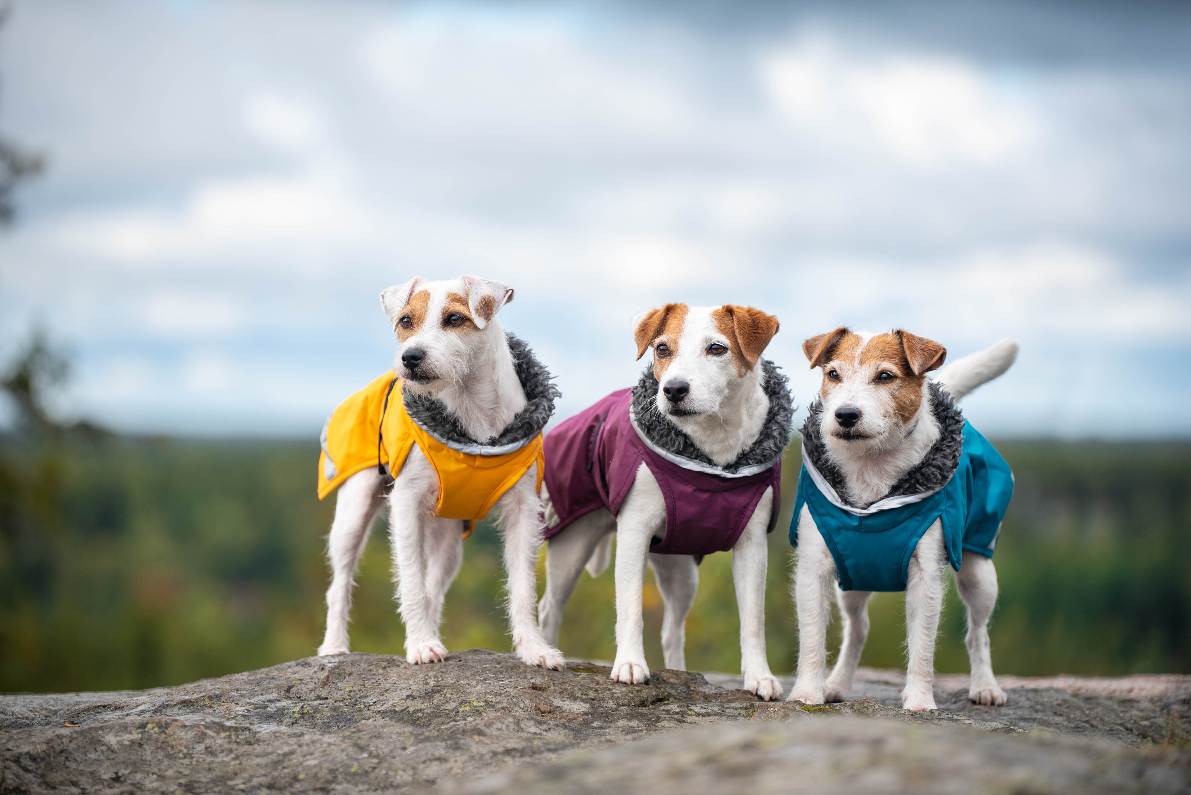 Pomppa Perus manteau imperméable pour chien Curry