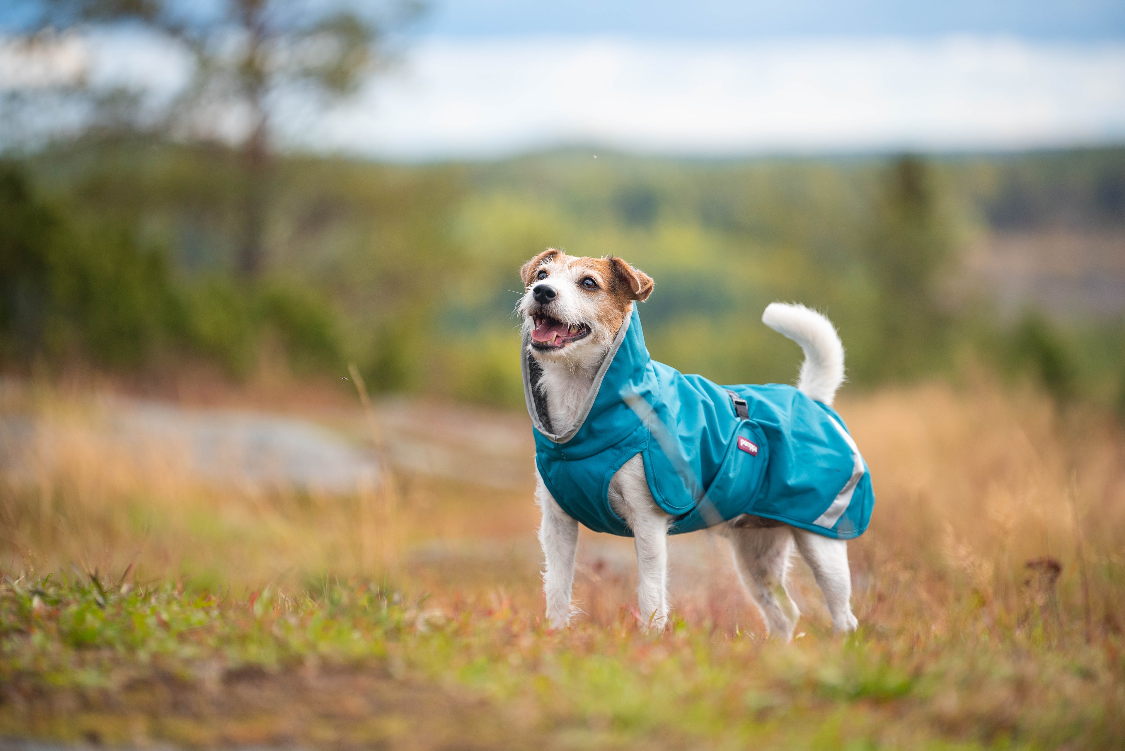 Pomppa Perus manteau imperméable pour chien Petrol