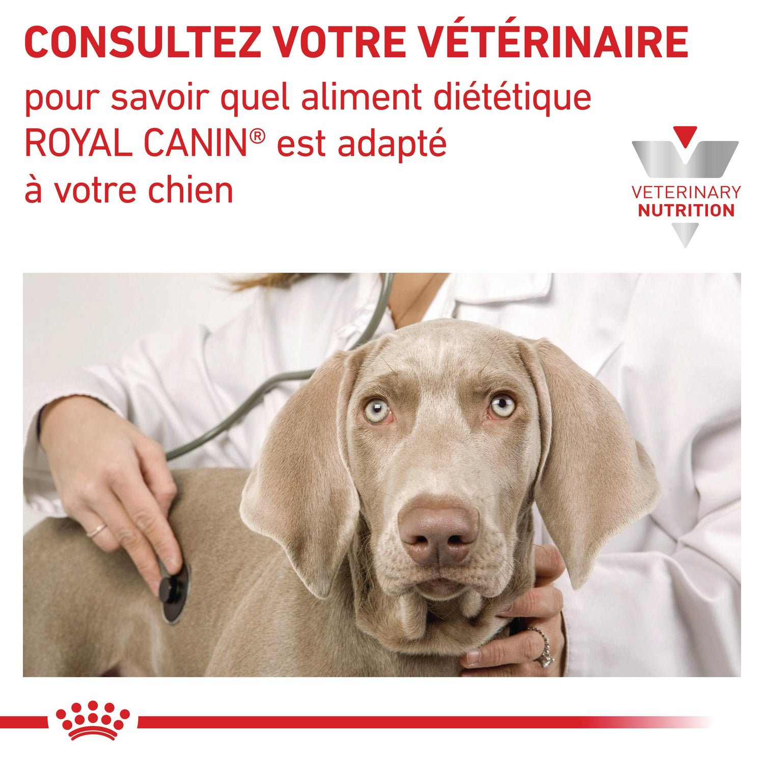 Royal Canin Veterinary Renal Select - Croquettes pour chien