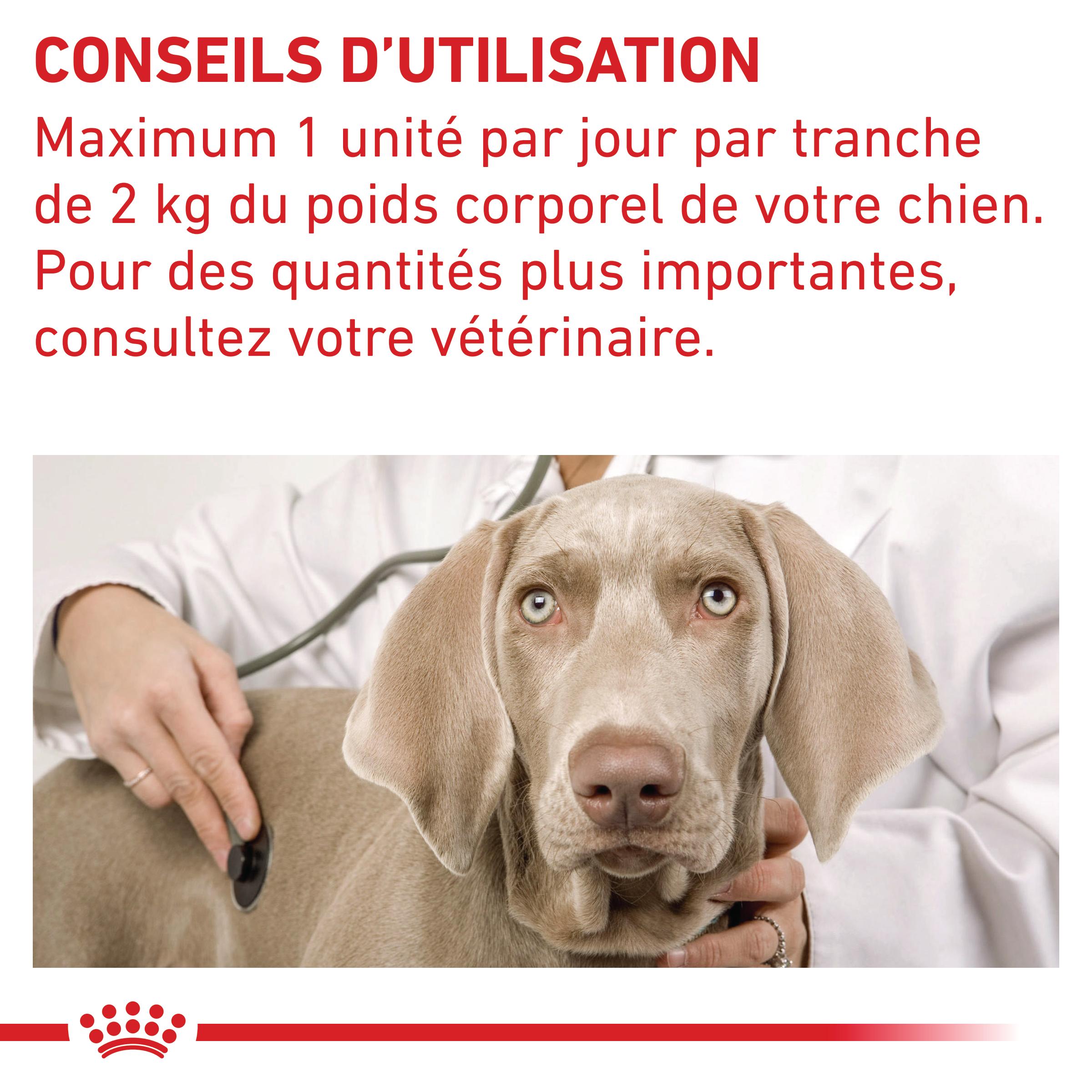 Pill Assist Cache comprimés Chien