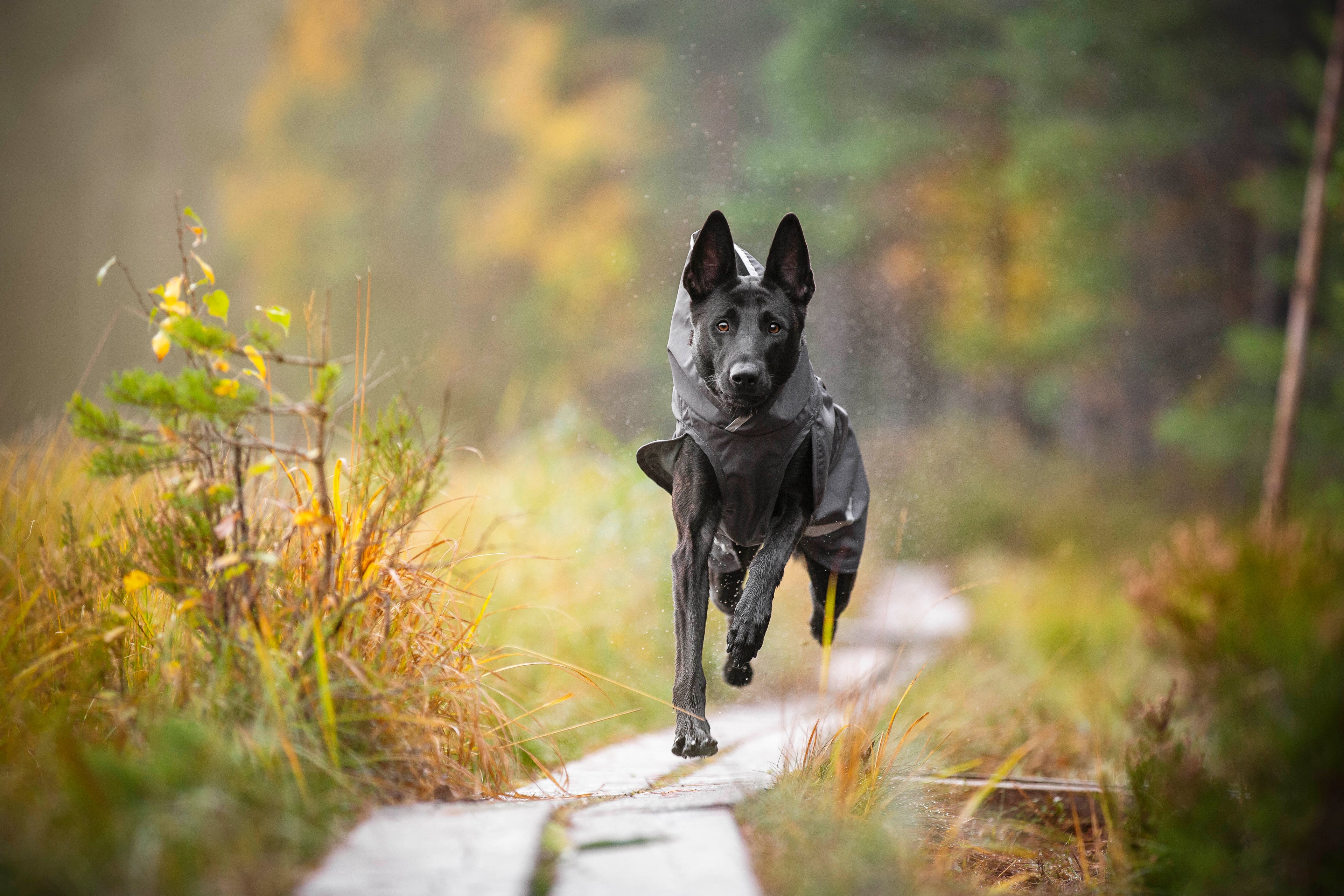 Pomppa Sade manteau imperméable pour chien Graphite